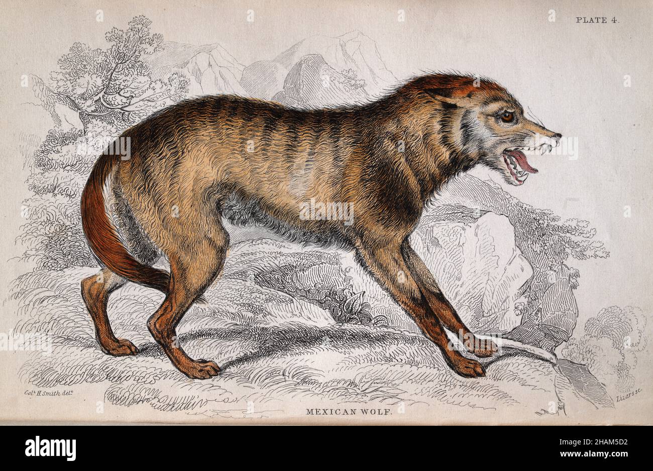 Illustrazione d'epoca di un lupo messicano, Canis lupus baileyi, o lobo una sottospecie di lupo grigio originaria dell'Arizona sudorientale e del New Mexico meridionale Foto Stock