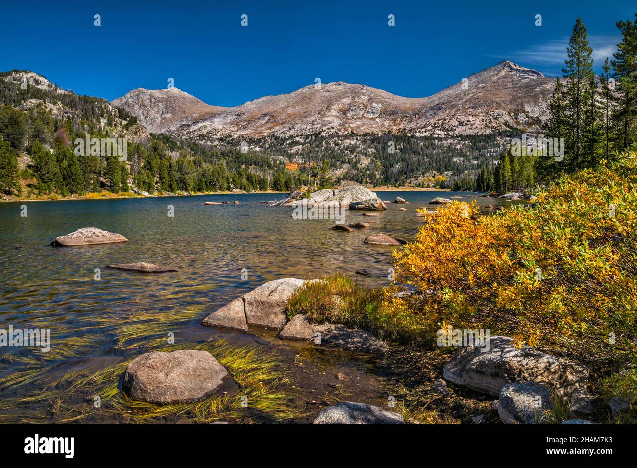 Mitchell Peak, Big Sandy Mtn, Big Sandy Lake, Wind River Range, Willow Arbusti in autunno, Bridger Wilderness, Bridger Teton Natl Forest, Wyoming, Stati Uniti Foto Stock