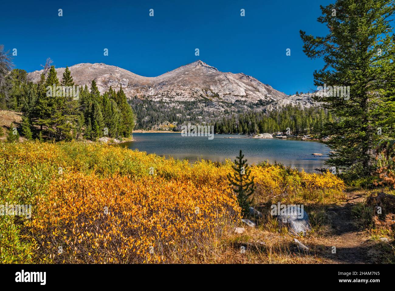 I colori autunnali del coyote arbusti di salice a Big Sandy Lake, Wind River Range, Bridger Wilderness, Bridger Teton National Forest, Wyoming, USA Foto Stock