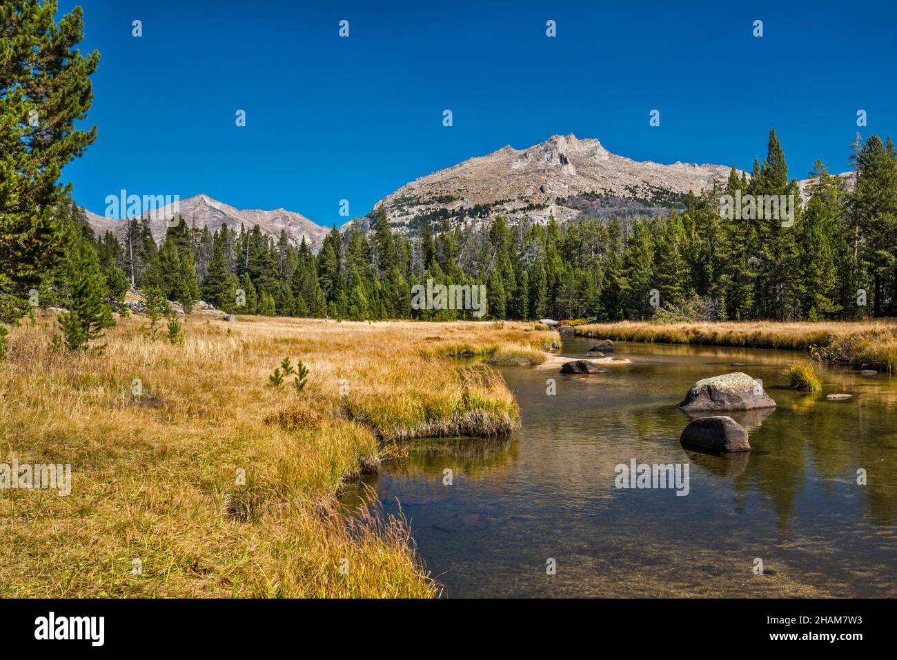 Le erbe di colore di caduta a Big Sandy River, Big Sandy Lake Trail, Wind River Range, Bridger Wilderness, Bridger Teton National Forest, Wyoming, USA Foto Stock