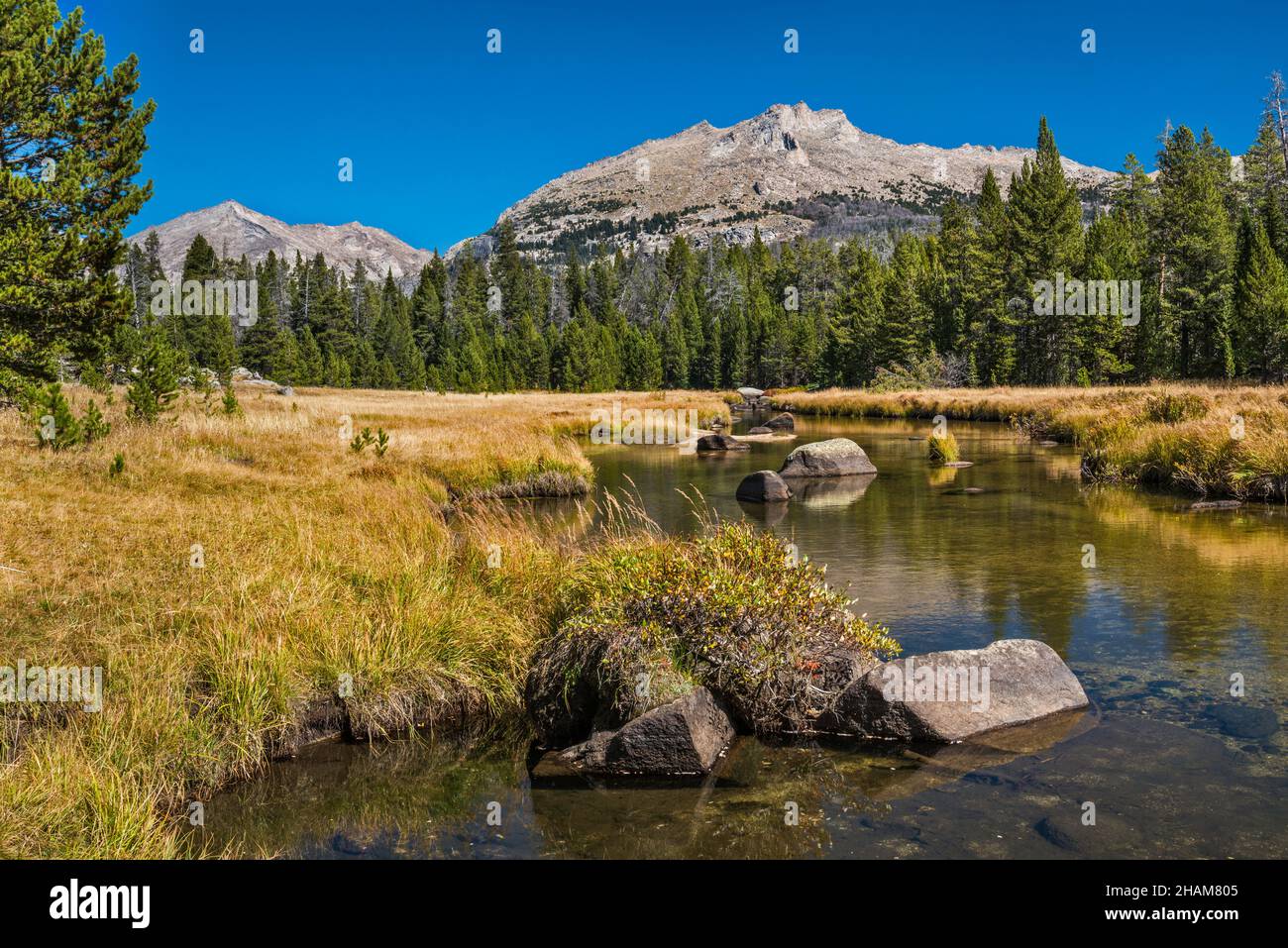 Le erbe di colore di caduta a Big Sandy River, Big Sandy Lake Trail, Wind River Range, Bridger Wilderness, Bridger Teton National Forest, Wyoming, USA Foto Stock