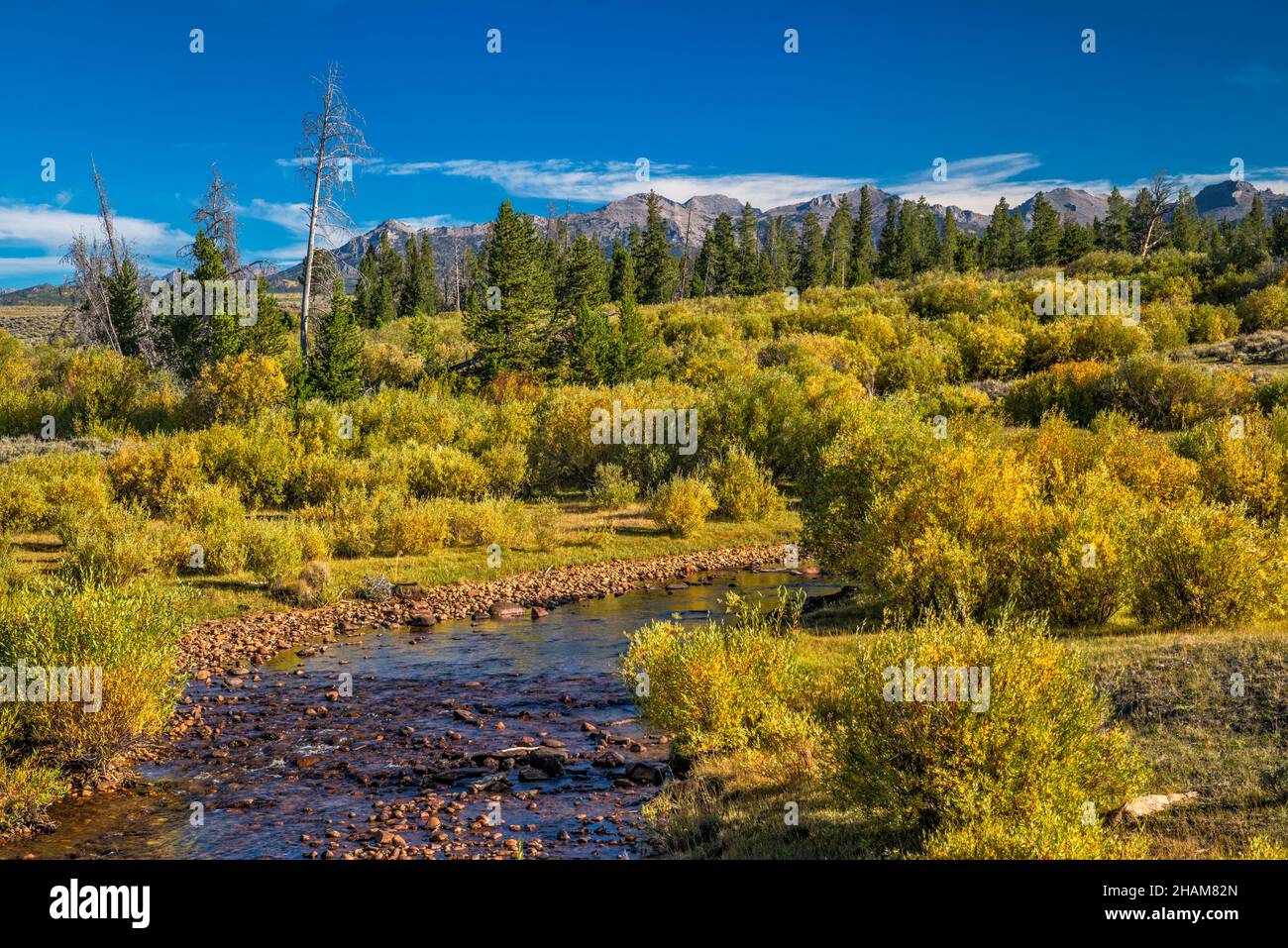 Coyote Willow arbusti in colori autunnali a Little Sandy Creek, Wind River Range in lontananza, vista da Lander Cutoff Road (CR 132), Wyoming, Stati Uniti Foto Stock