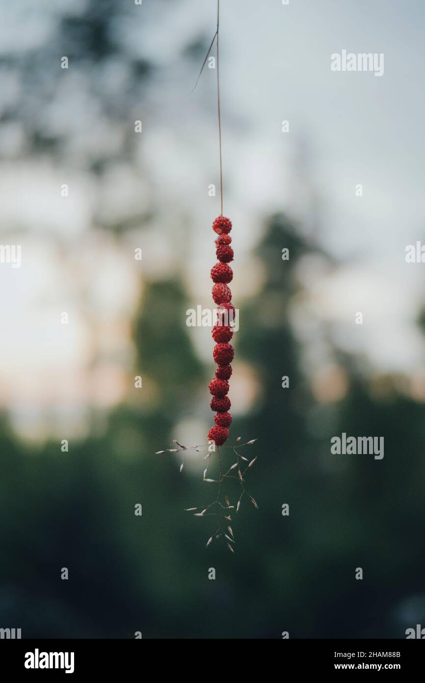 Fragole selvatiche su lama di vetro Foto Stock