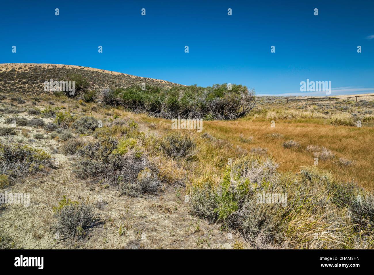 Oasi di acqua sorgiva sulla cima di Bush Rim, scogliera nel deserto Rosso, Alkali Draw Wilderness Study Area, Bar X Road (CR 21), Great divide Basin, Wyoming, USA Foto Stock