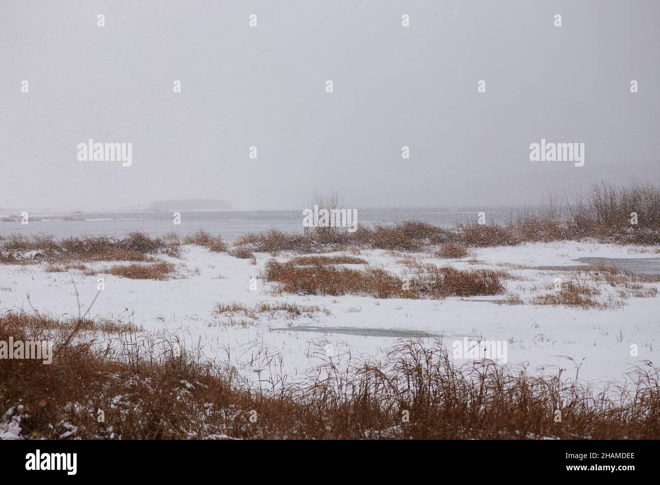 Vista panoramica del terreno nevoso con arbusti senza frondoli sotto il cielo grigio in Blizzard Foto Stock