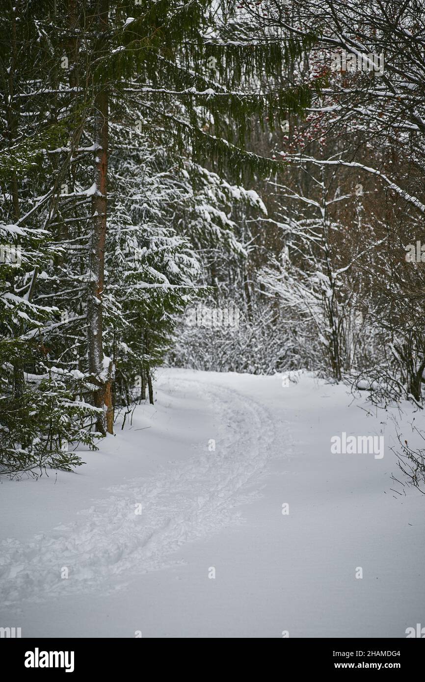 Sentiero vuoto che attraversa la foresta innevata con alberi di conifere nella giornata invernale in campagna Foto Stock