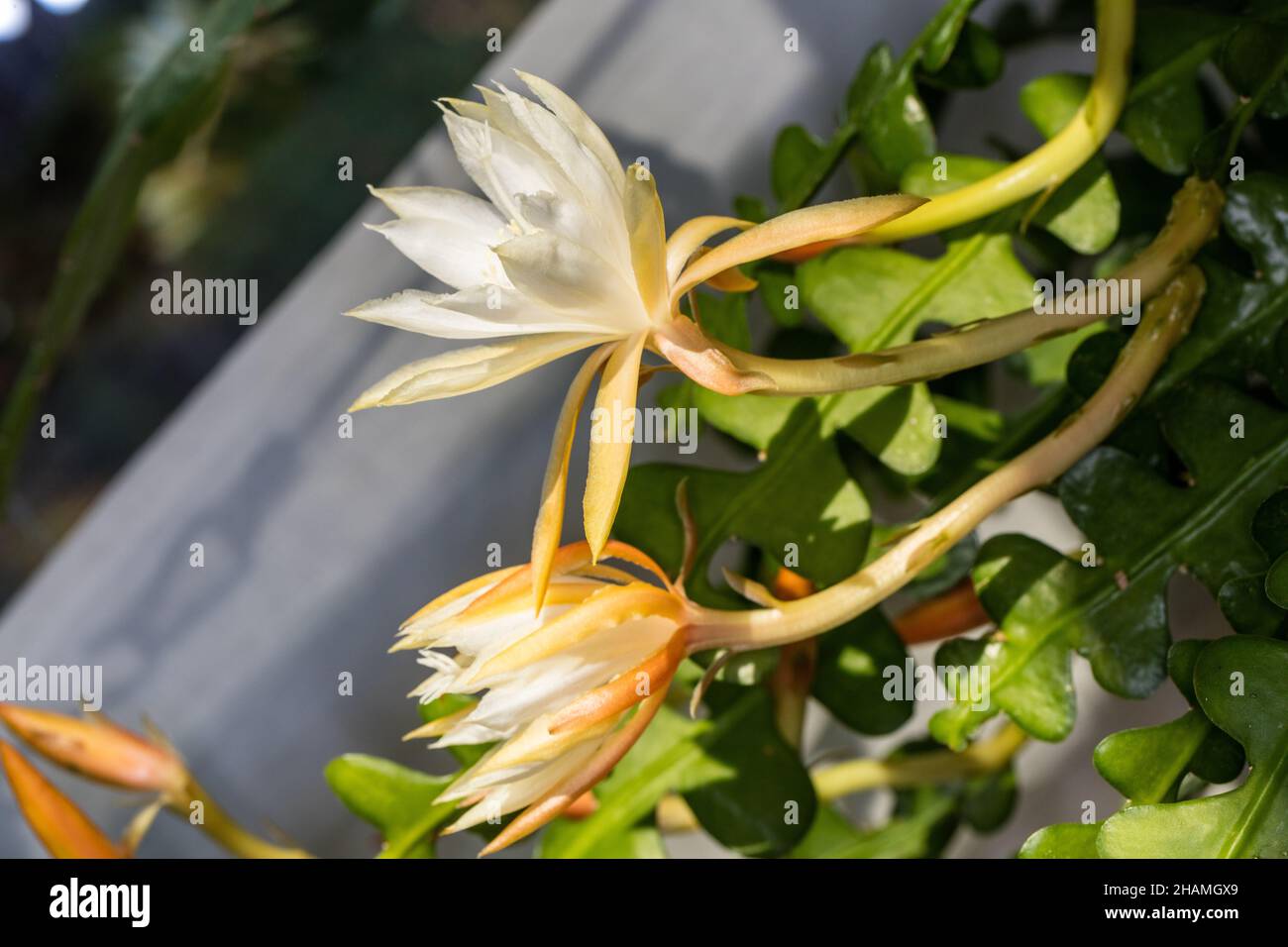 Fishbone Cactus, Flikig bladkaktus (Disocactus anguliger) Foto Stock