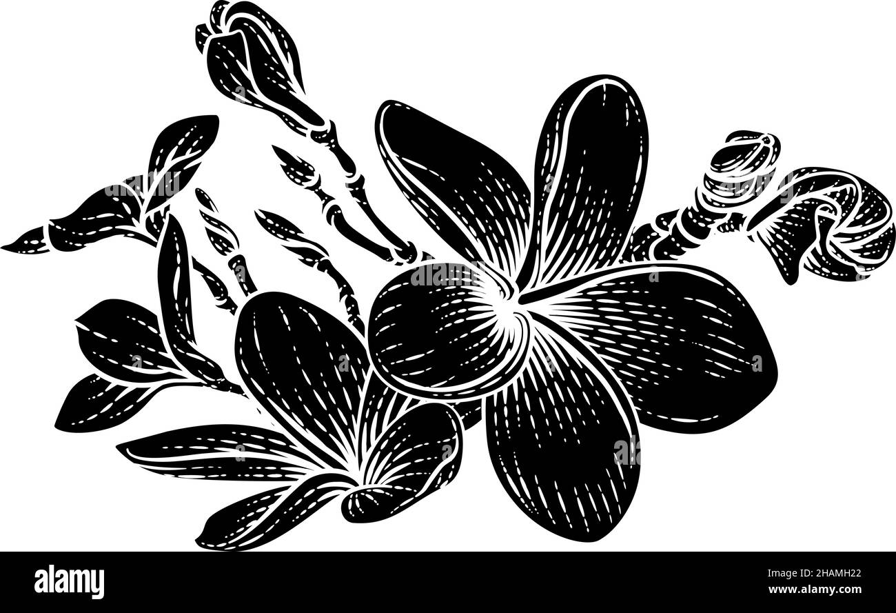 Plumeria Frangipani Tropical Bali Flower Drawing Illustrazione Vettoriale