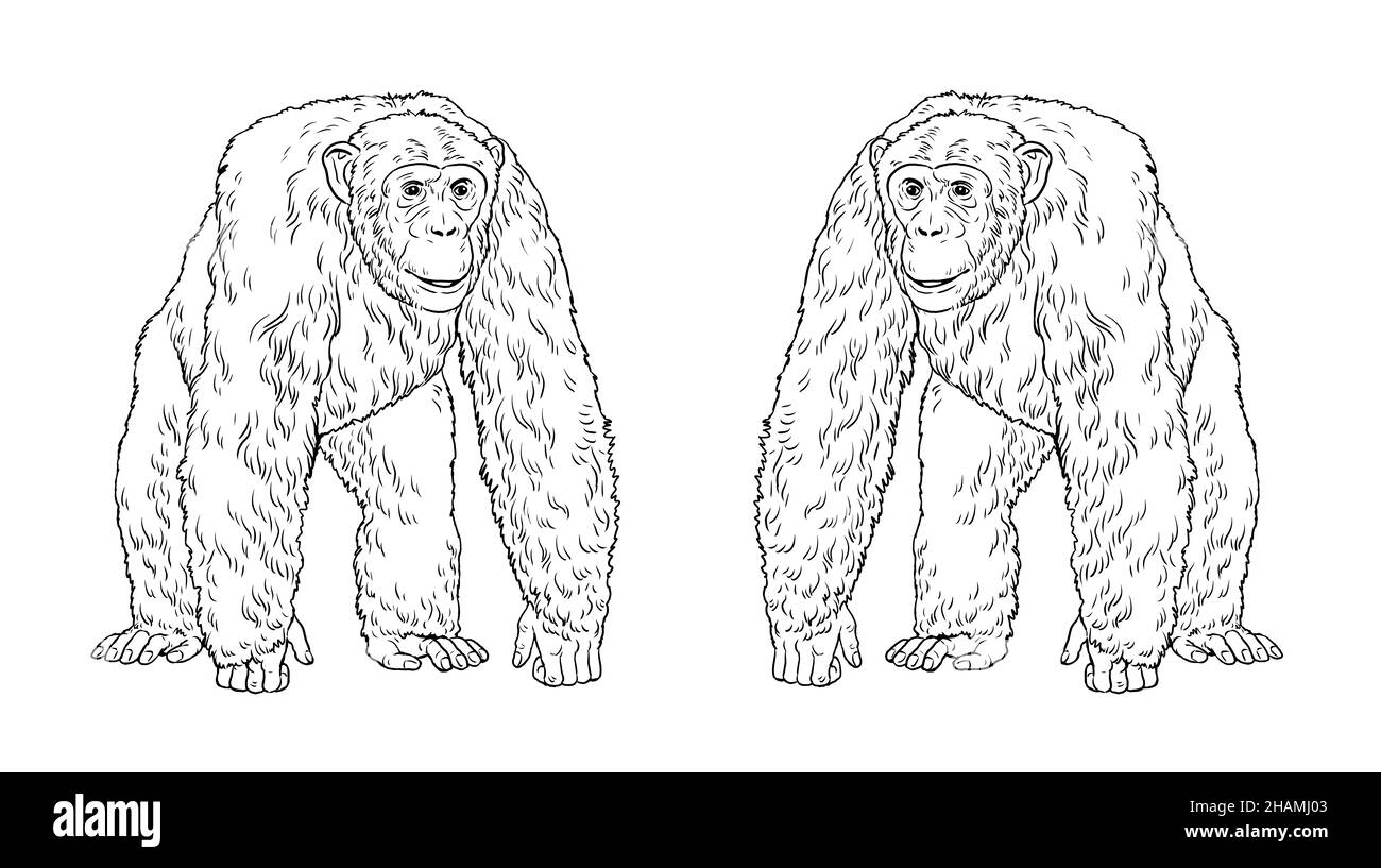 Illustrazione della scimpanzé. Disegno a grande nastro per libro da colorare. Foto Stock