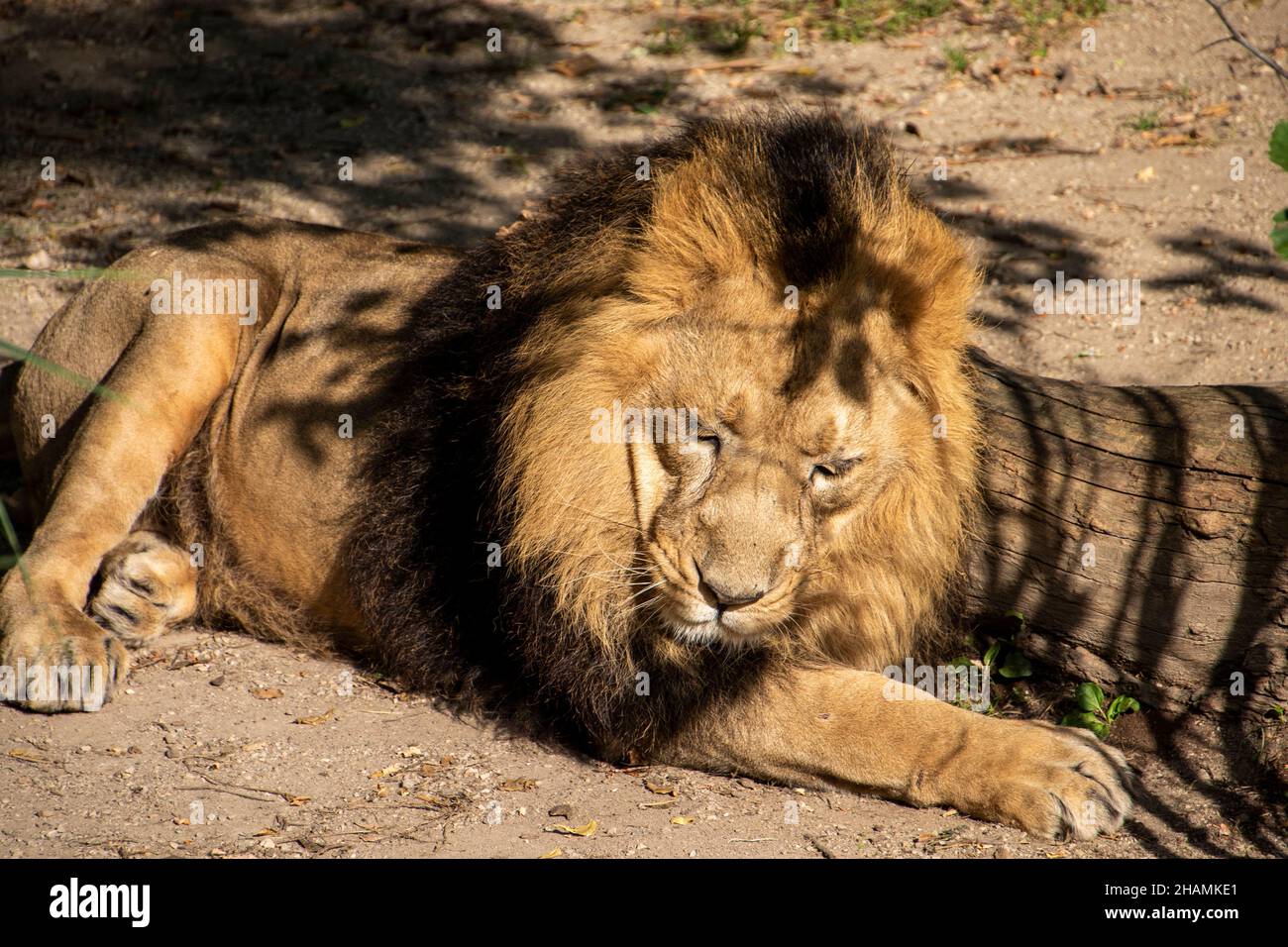 Leone , Re della giungla , Ritratto animale della fauna selvatica Foto Stock