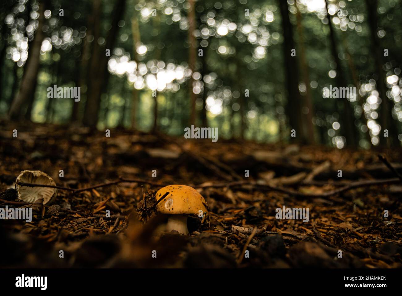 Un piccolo fungo marrone che cresce da sotto il fogliame autunnale e foglie cadute. Piccoli funghi circondati da alti alberi sullo sfondo Foto Stock