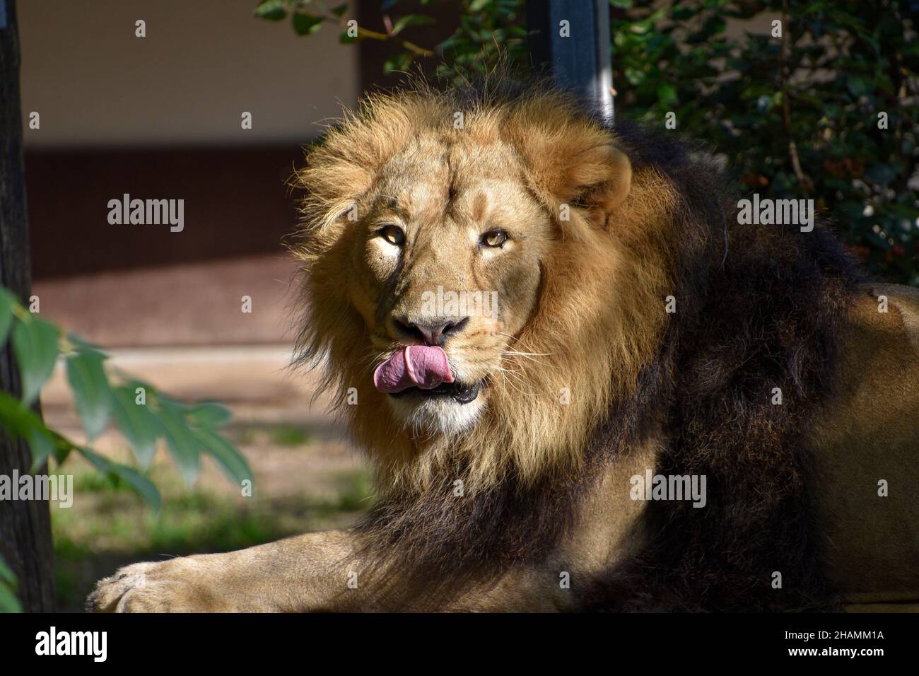 Leone , Re della giungla , Ritratto animale della fauna selvatica Foto Stock