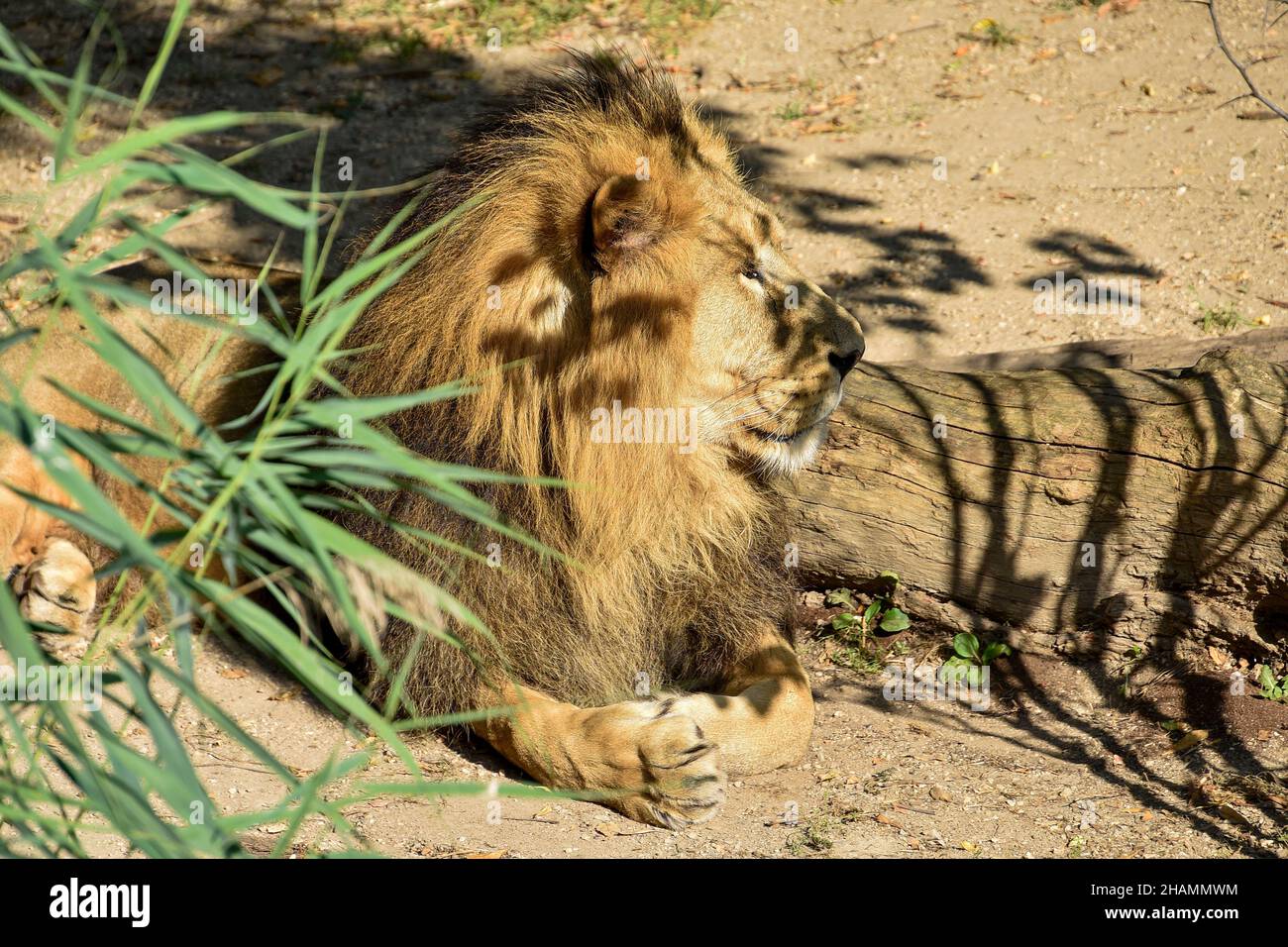 Leone , Re della giungla , Ritratto animale della fauna selvatica Foto Stock