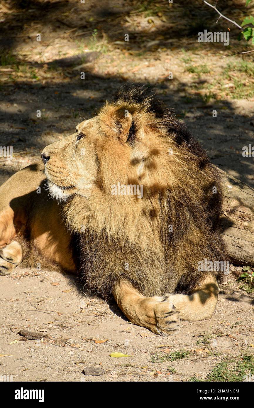 Leone , Re della giungla , Ritratto animale della fauna selvatica Foto Stock