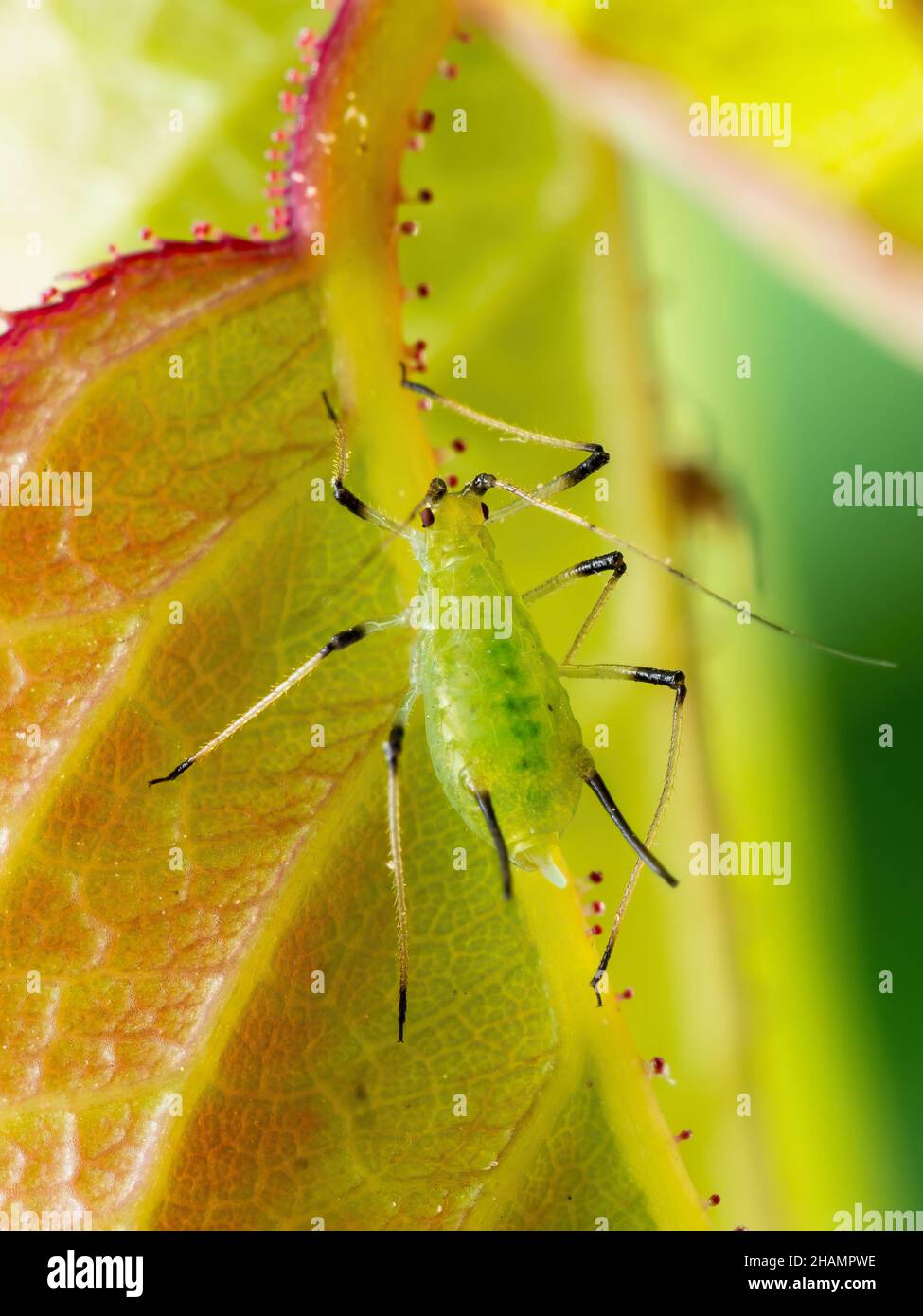 Greenfly o Green apid Garden parassita insetti parassiti Macro su sfondo verde Foto Stock