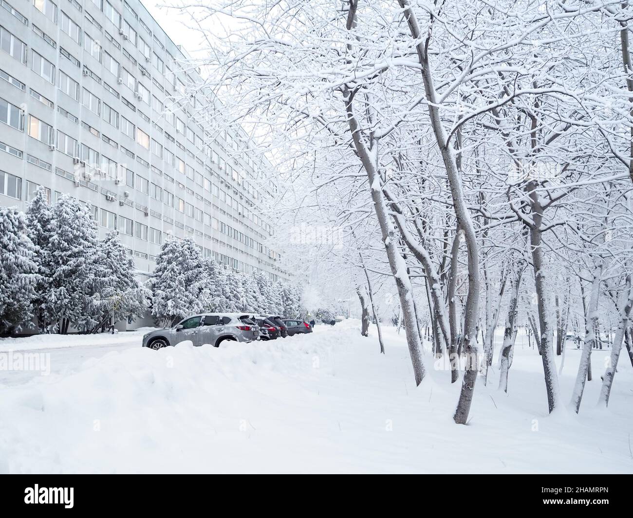 Alberi ricoperti di neve dopo pesanti nevicate in città. Foto Stock