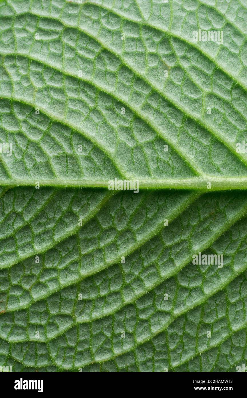 closeup foglia di origano, trama di fondo, sfondo simmetrico verde per carta da parati Foto Stock