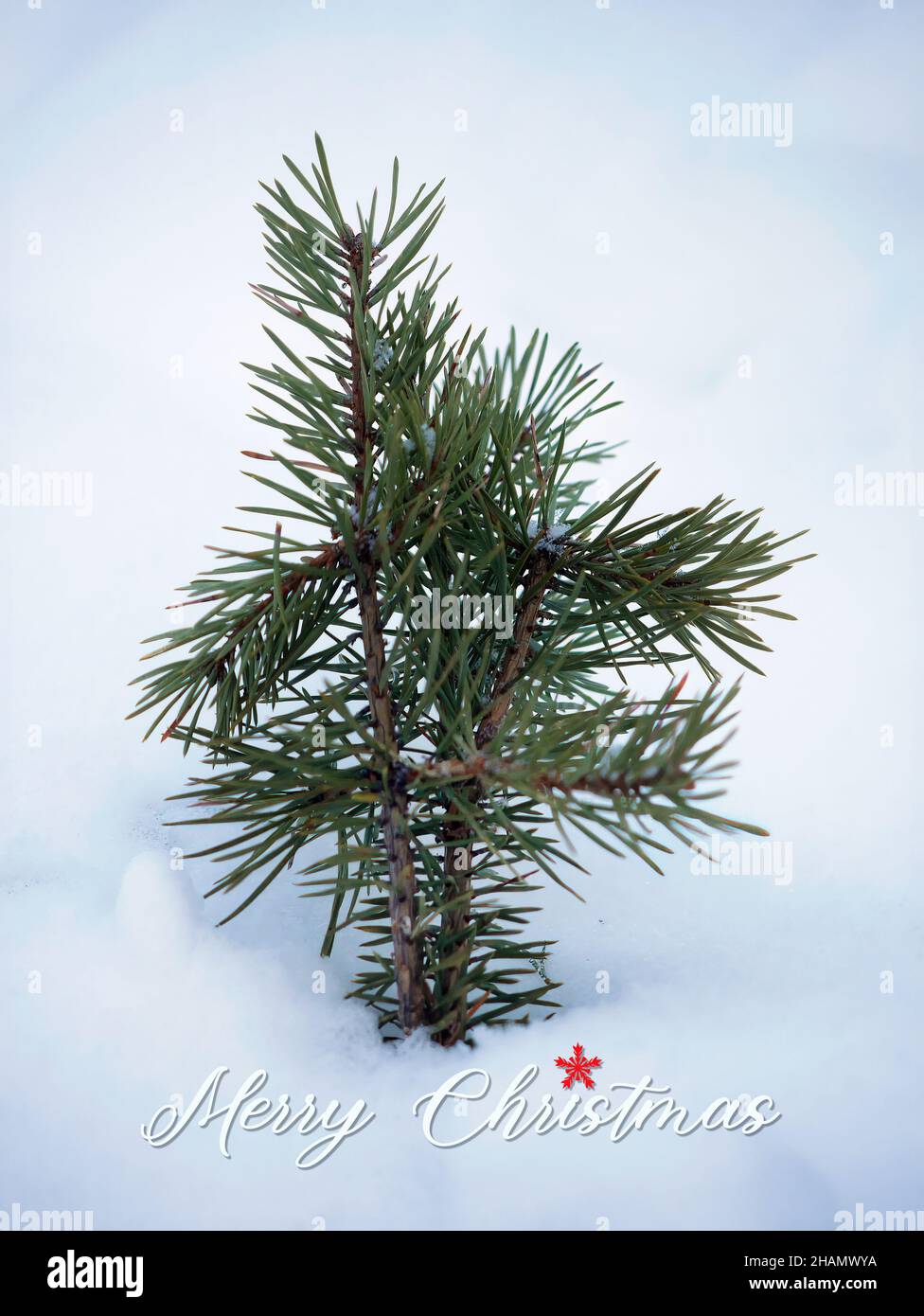 Primo piano di piccolo singolo Pine Tree ilex fogliame conifere sotto la neve bianca coprire sfondo bianco allegro natale saluti Foto Stock