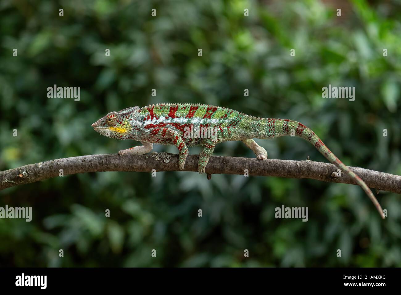 Panther Chameleon - Furcifer pardalis, bella lucertola colorata endemica ai cespugli del Madagascar e alla foresta pluviale. Foto Stock