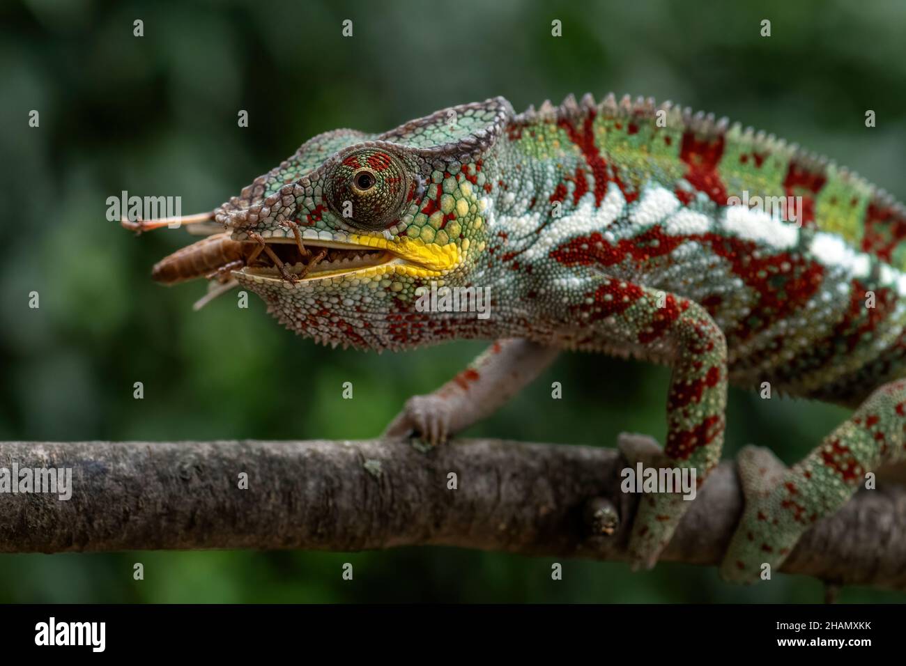 Panther Chameleon - Furcifer pardalis, bella lucertola colorata endemica ai cespugli del Madagascar e alla foresta pluviale. Foto Stock
