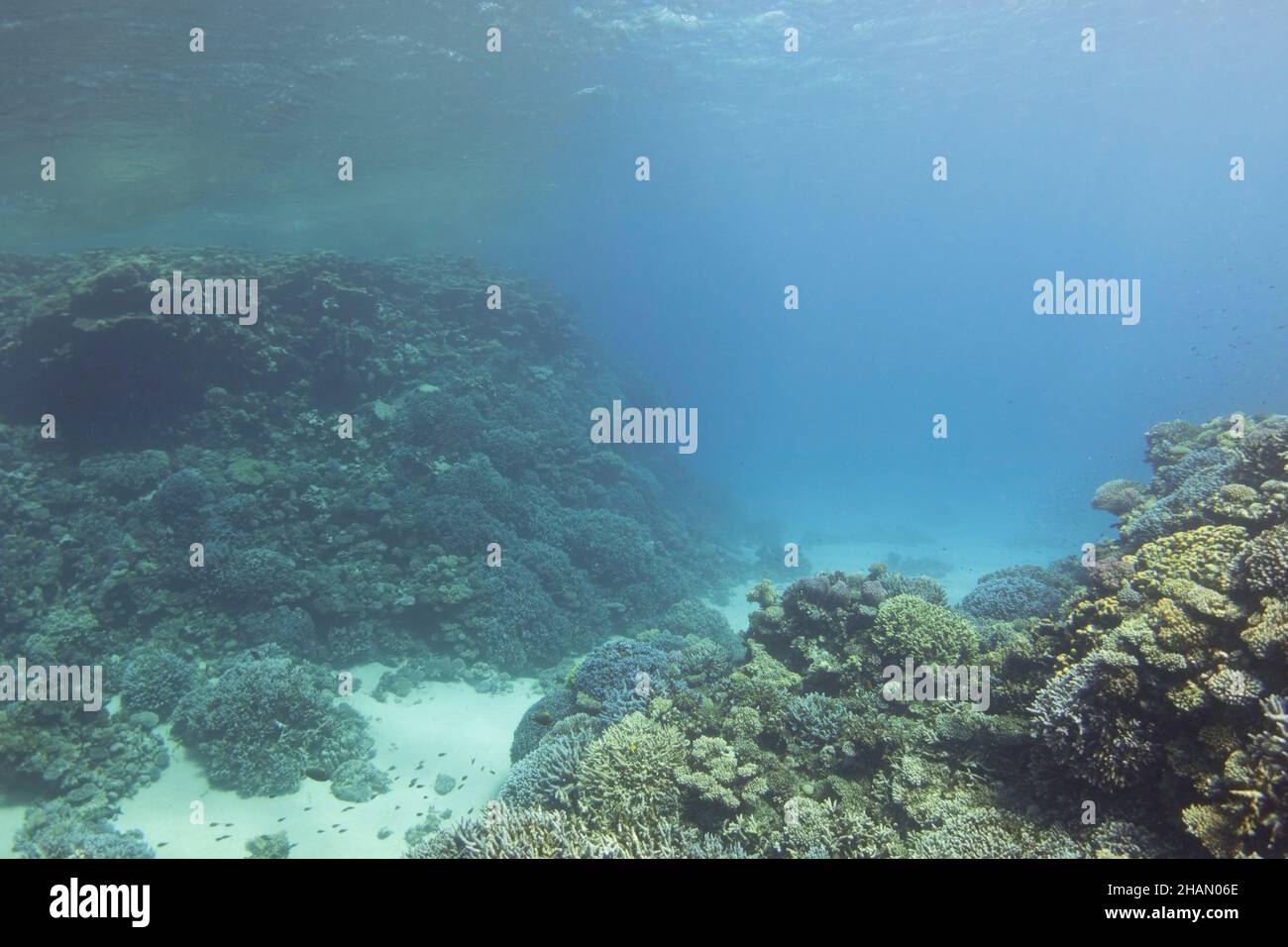 Barriere coralline nel profondo mare blu. Paesaggio subacqueo Foto Stock