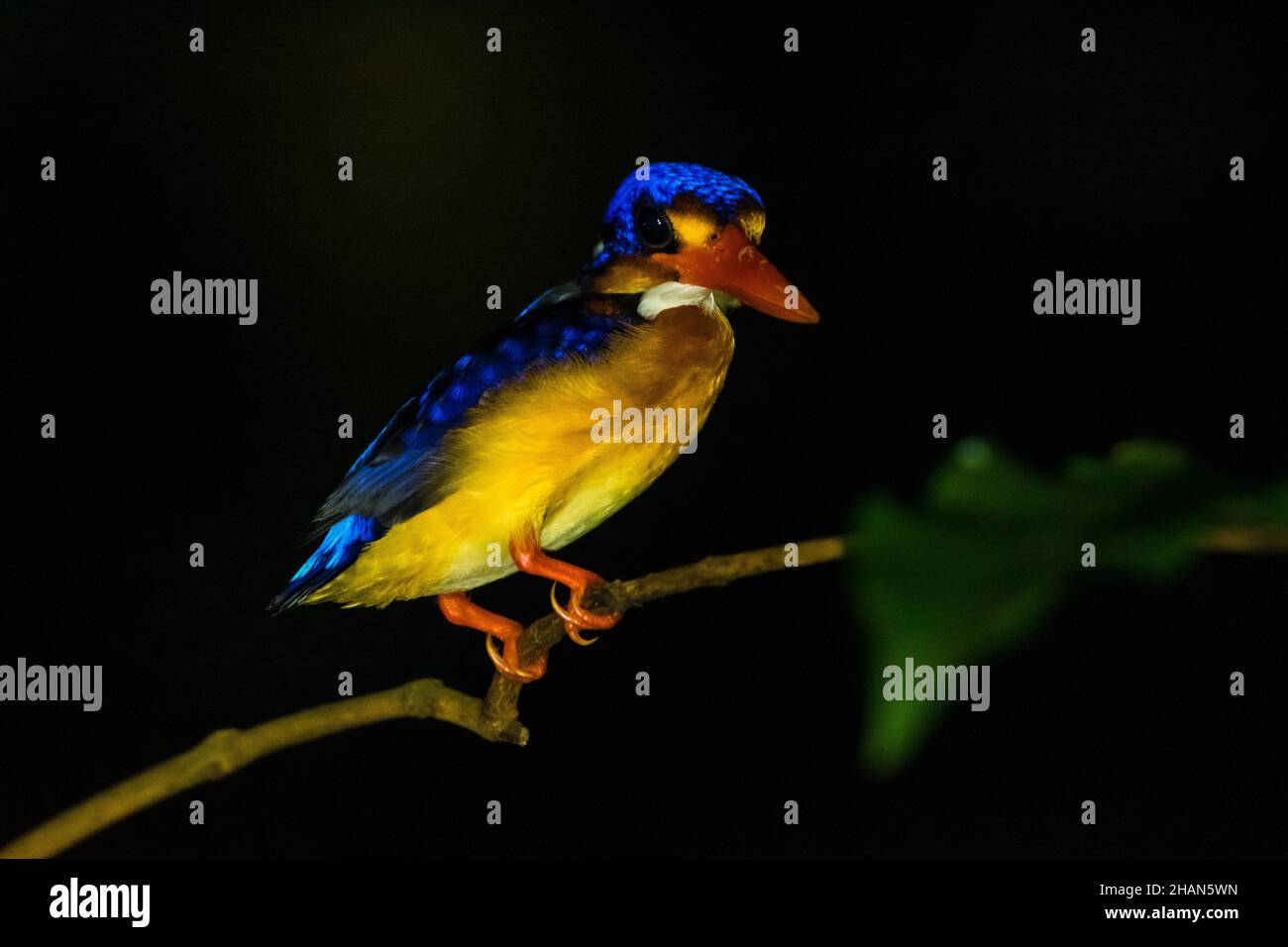 Primo piano di un Martin pescatore di nana orientale arroccato su un ramo Foto Stock