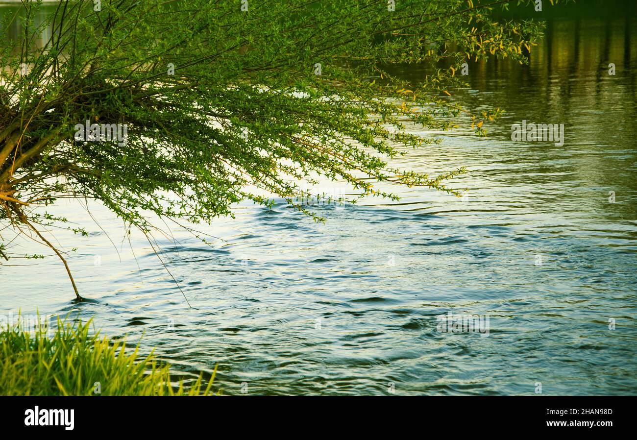 Verde fogliame in primavera da un fiume. Paesaggio estivo mattina sul fiume nel Uzhgorod. Foto Stock