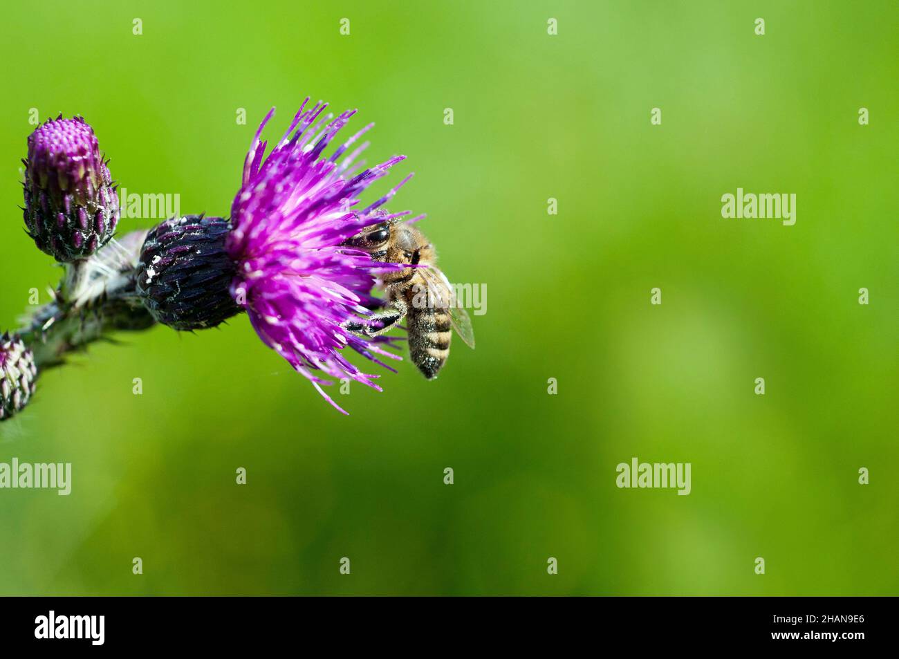 Primo piano di un miele ape su un Marsh Thistle.on terra comune nel Galles del sud Foto Stock