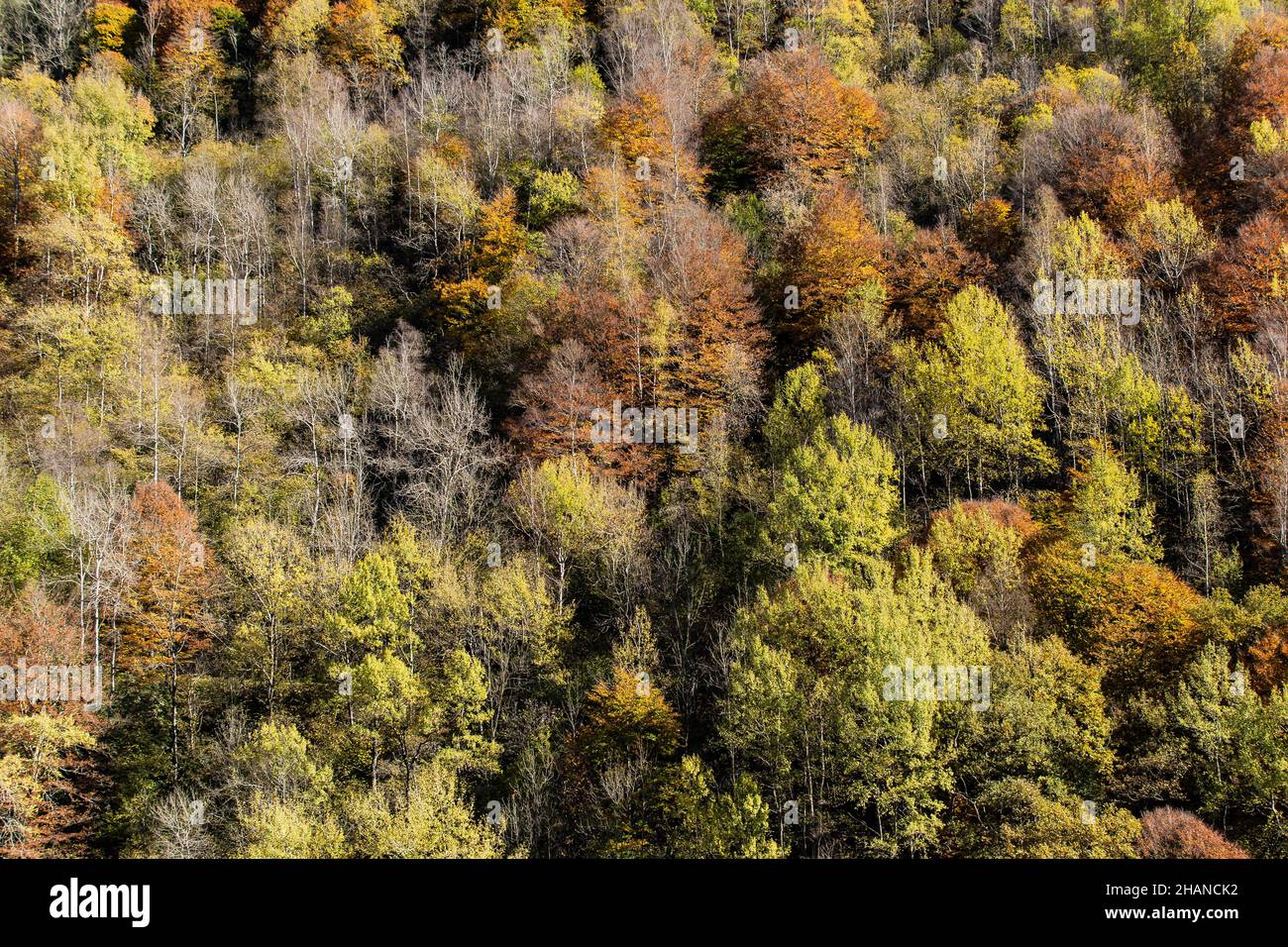 Marrone e arancio autunno fogliame colori foresta caduta colori sfondo Foto Stock