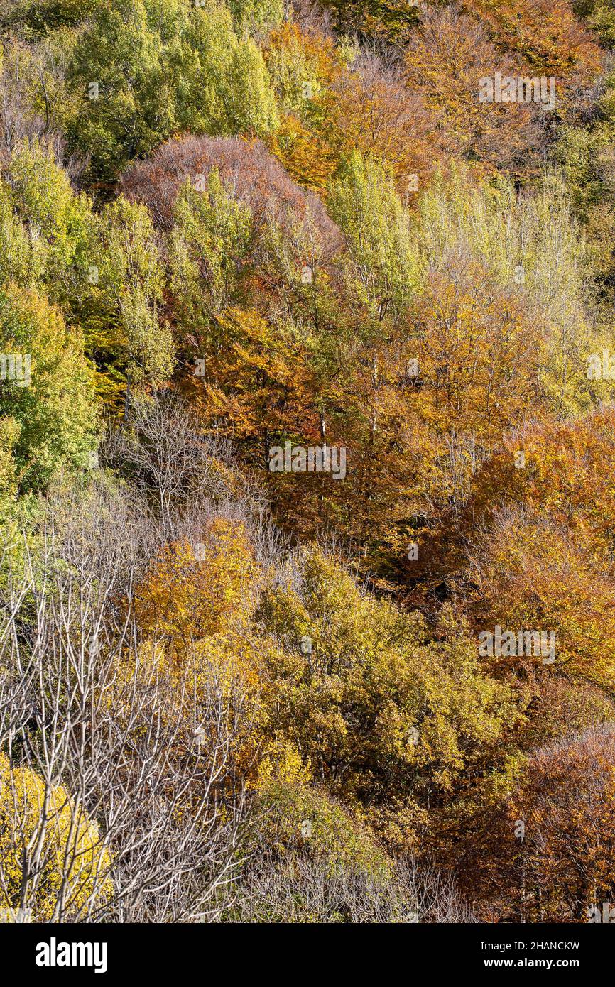 Marrone e arancio autunno fogliame colori foresta caduta colori sfondo Foto Stock