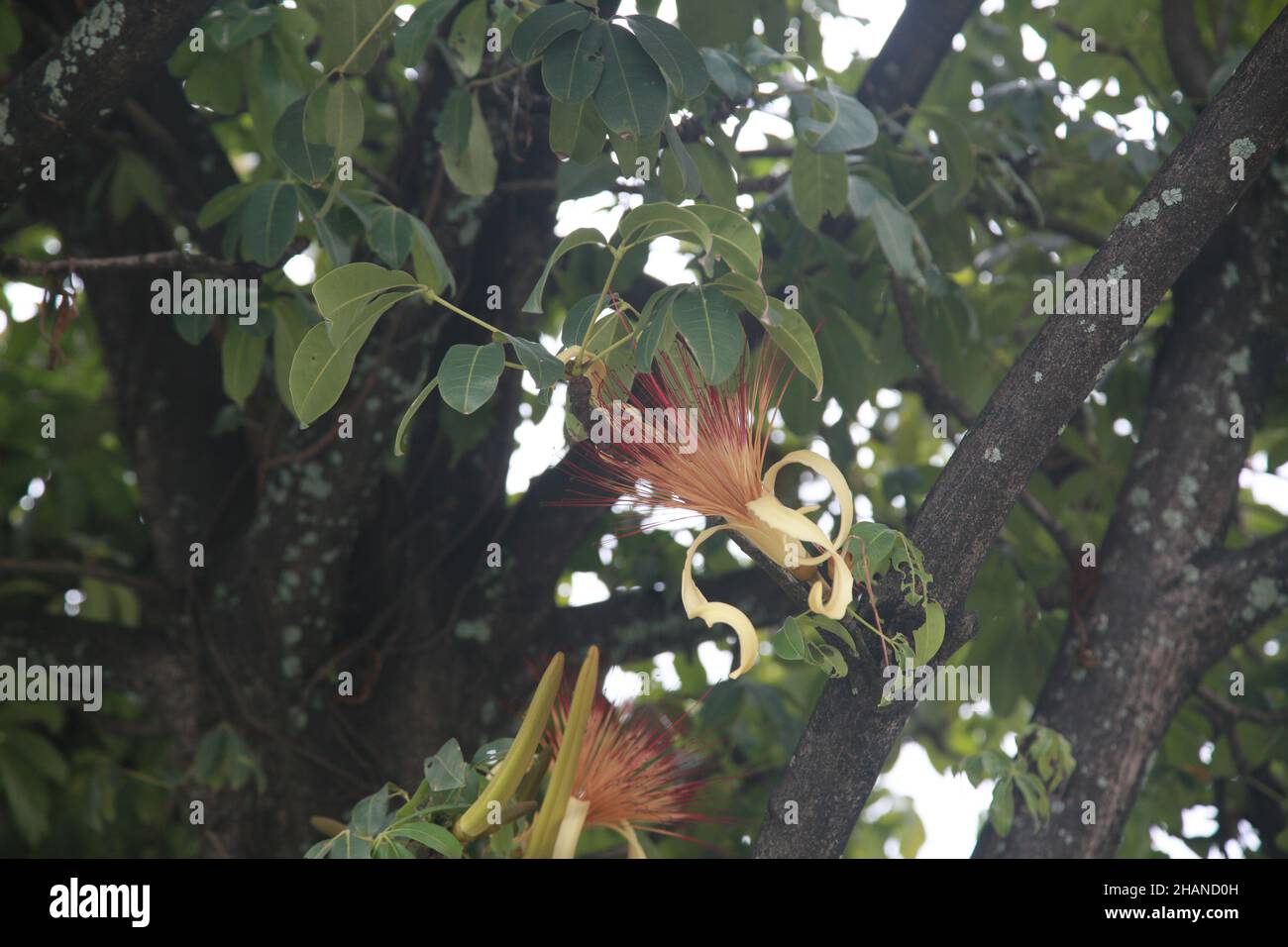 salvador, bahia, brasile - 30 novembre 2021: pianta pachira aquatica aubl, popolarmente noto come munguba, castannet, maranhao carolina, paineira-de-cuba a. Foto Stock