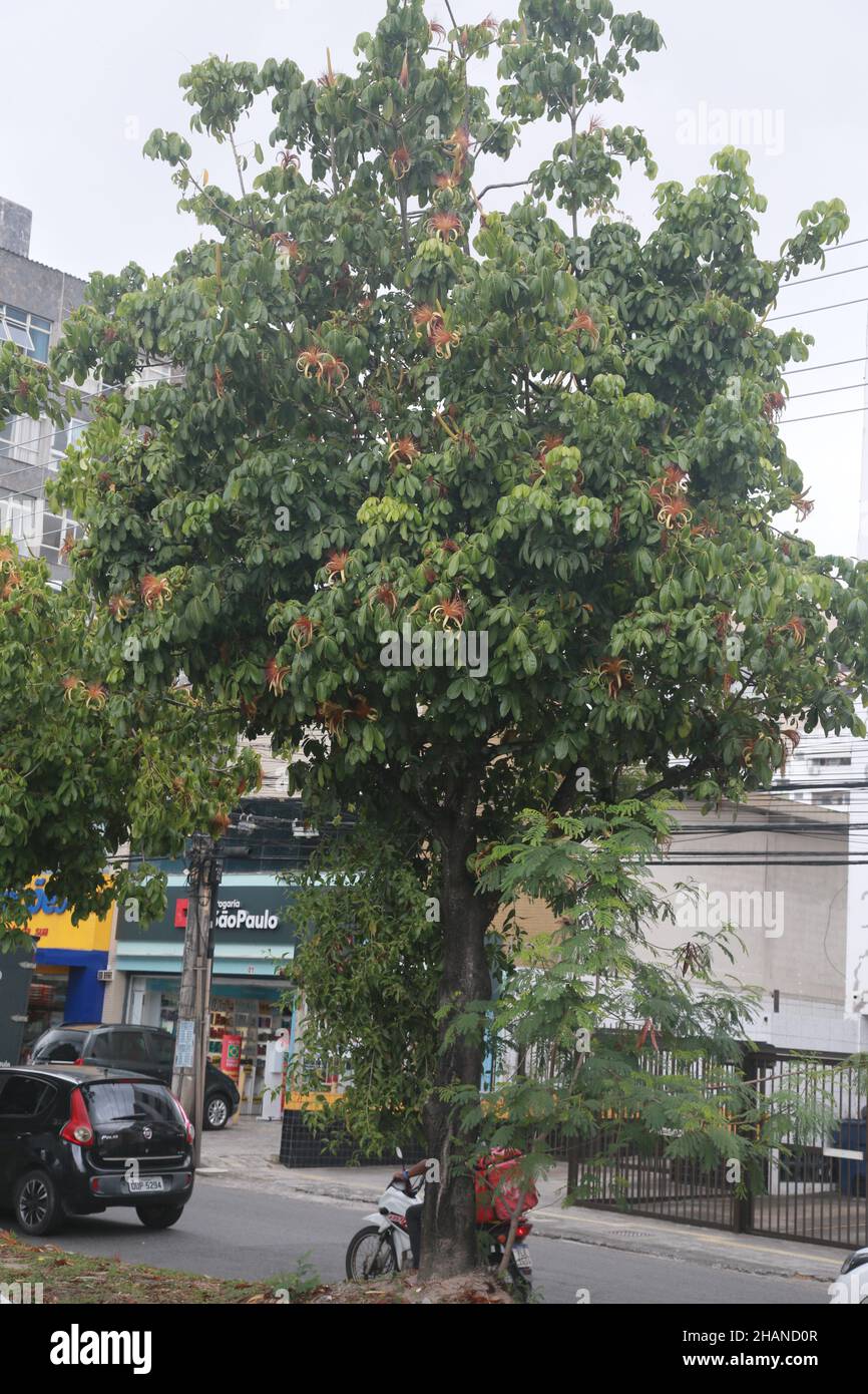 salvador, bahia, brasile - 30 novembre 2021: pianta pachira aquatica aubl, popolarmente noto come munguba, castannet, maranhao carolina, paineira-de-cuba a. Foto Stock