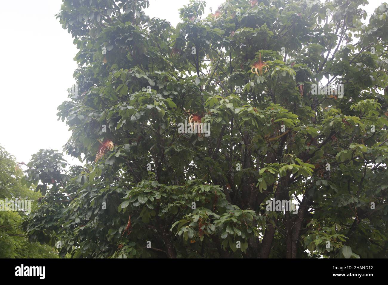salvador, bahia, brasile - 30 novembre 2021: pianta pachira aquatica aubl, popolarmente noto come munguba, castannet, maranhao carolina, paineira-de-cuba a. Foto Stock