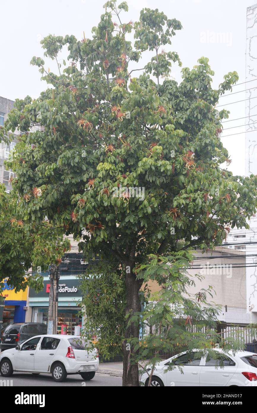 salvador, bahia, brasile - 30 novembre 2021: pianta pachira aquatica aubl, popolarmente noto come munguba, castannet, maranhao carolina, paineira-de-cuba a. Foto Stock