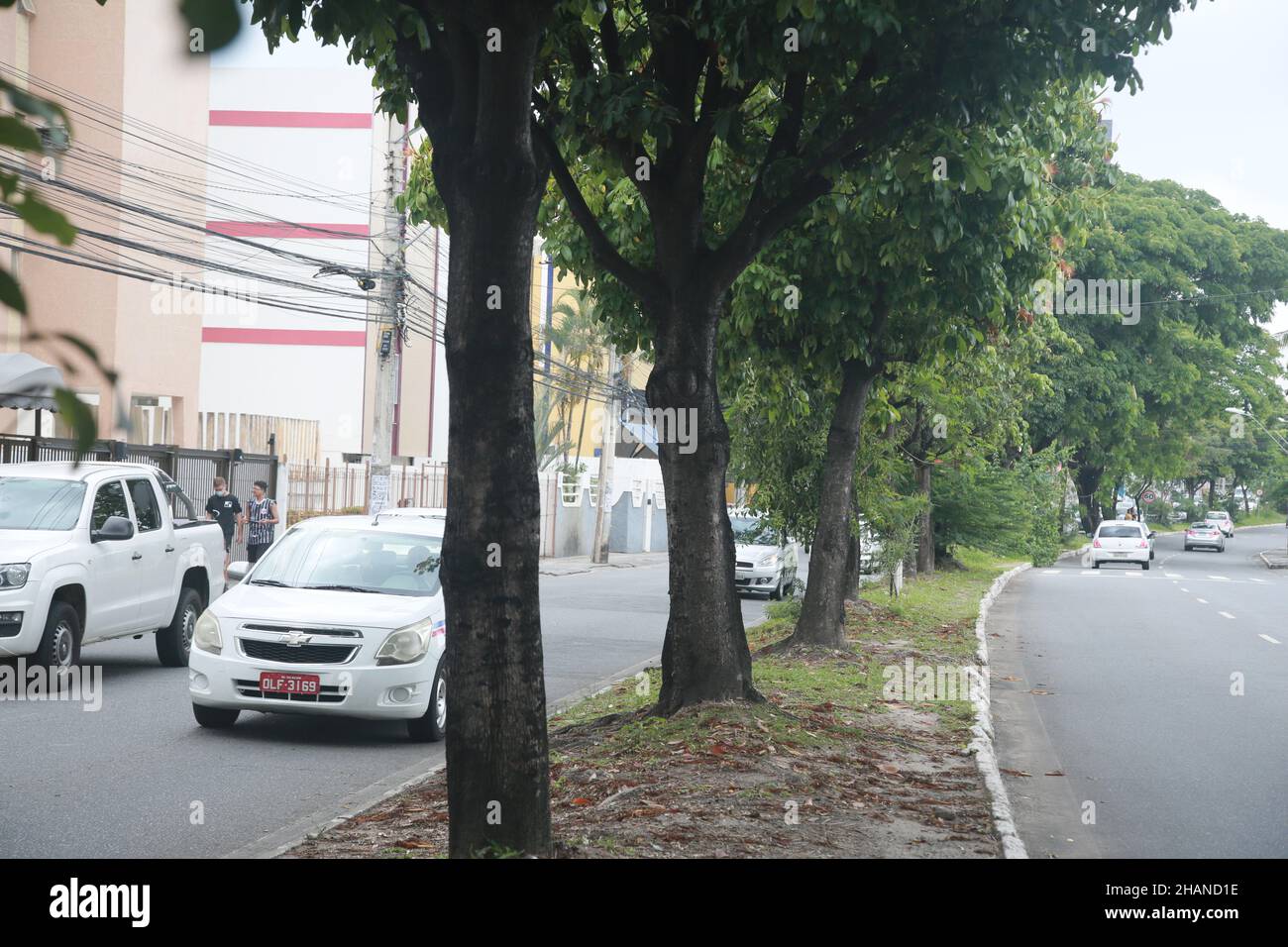 salvador, bahia, brasile - 30 novembre 2021: pianta pachira aquatica aubl, popolarmente noto come munguba, castannet, maranhao carolina, paineira-de-cuba a. Foto Stock