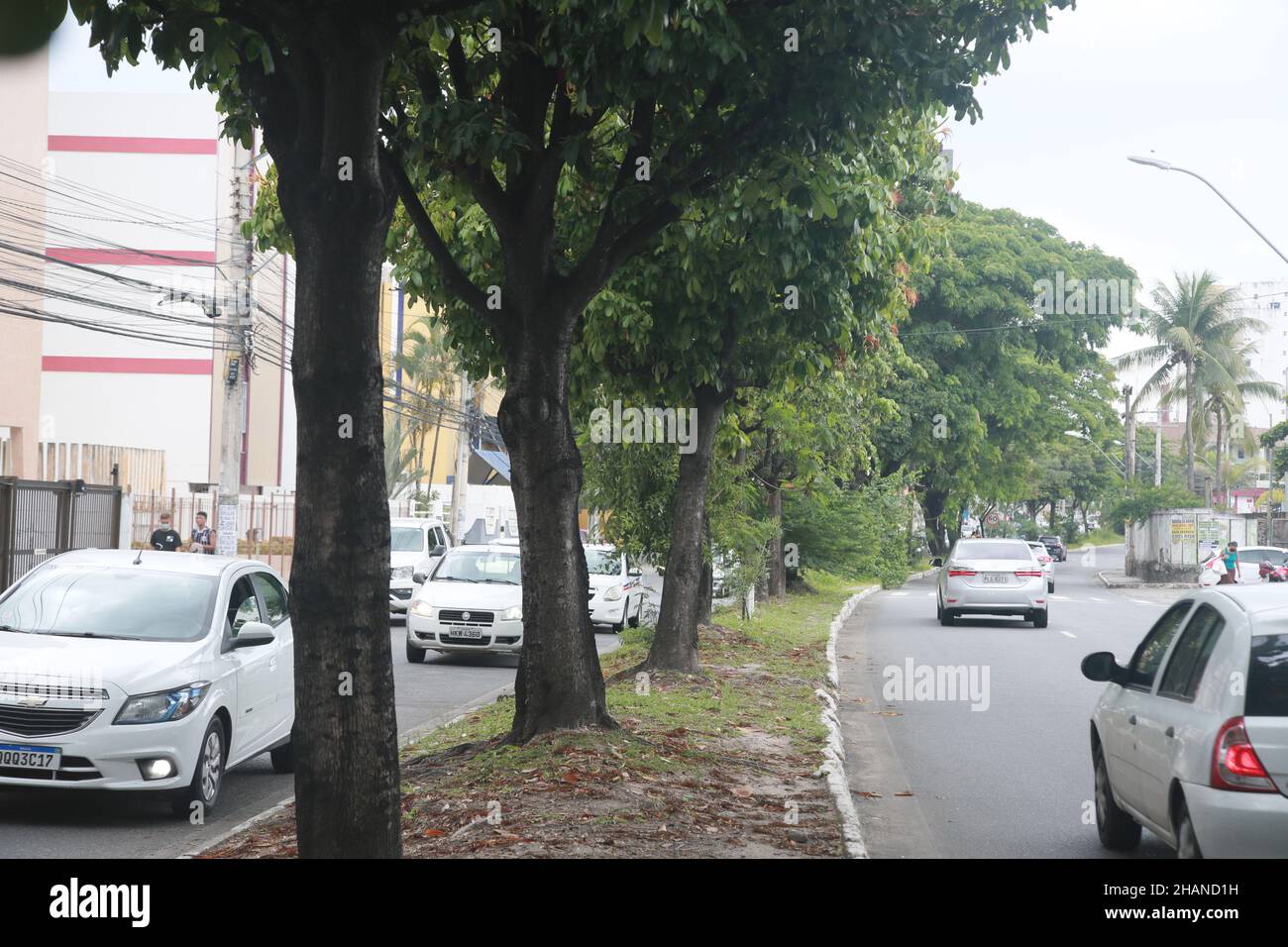 salvador, bahia, brasile - 30 novembre 2021: pianta pachira aquatica aubl, popolarmente noto come munguba, castannet, maranhao carolina, paineira-de-cuba a. Foto Stock