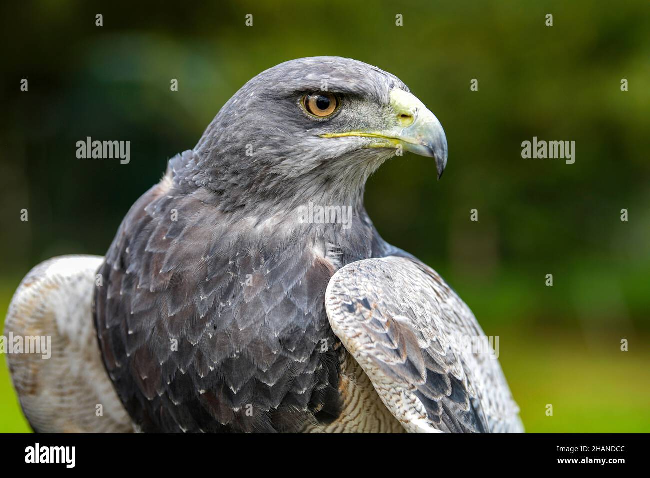 Buzzard-aquila (geranoaetus melanoleucus) Foto Stock