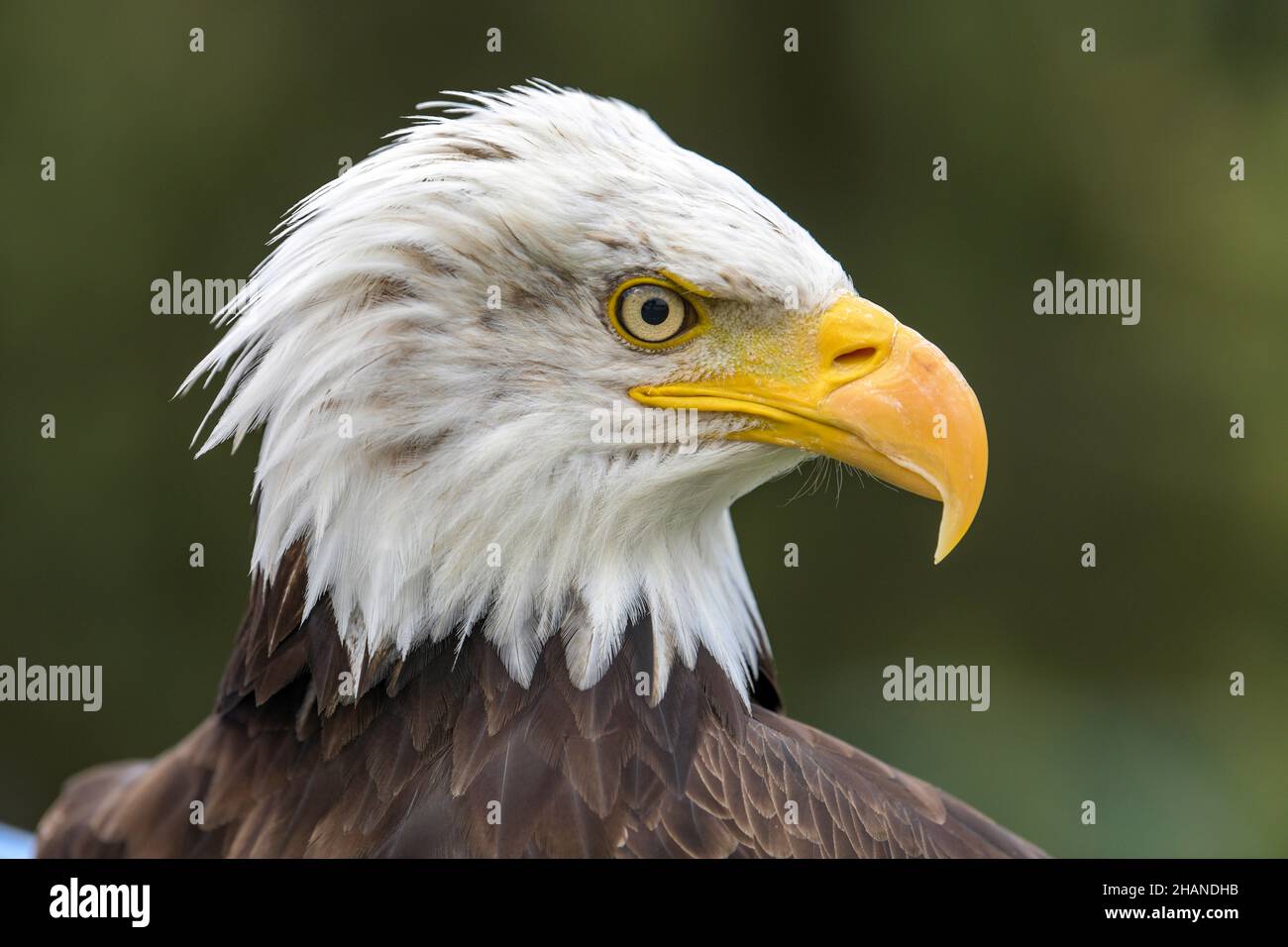 Aquila calva (Haliaeetus leucocephalus) Foto Stock