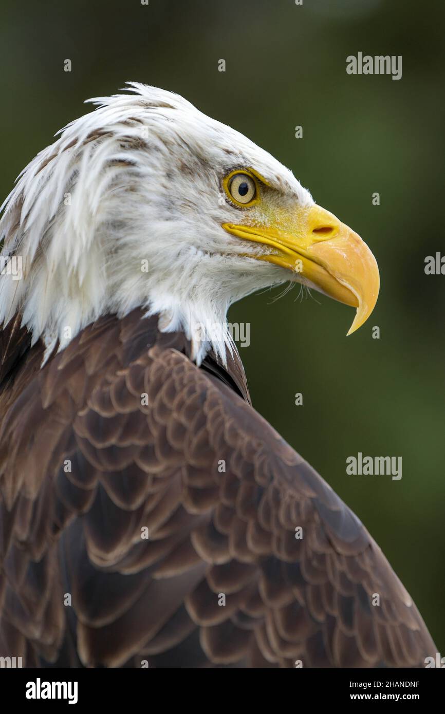 Aquila calva (Haliaeetus leucocephalus) Foto Stock