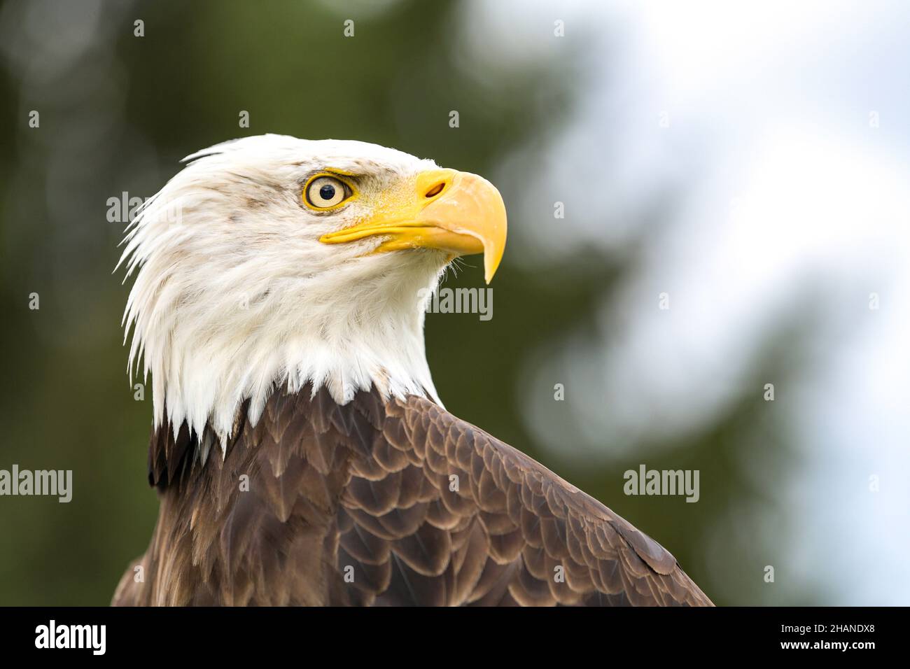 Aquila calva (Haliaeetus leucocephalus) Foto Stock