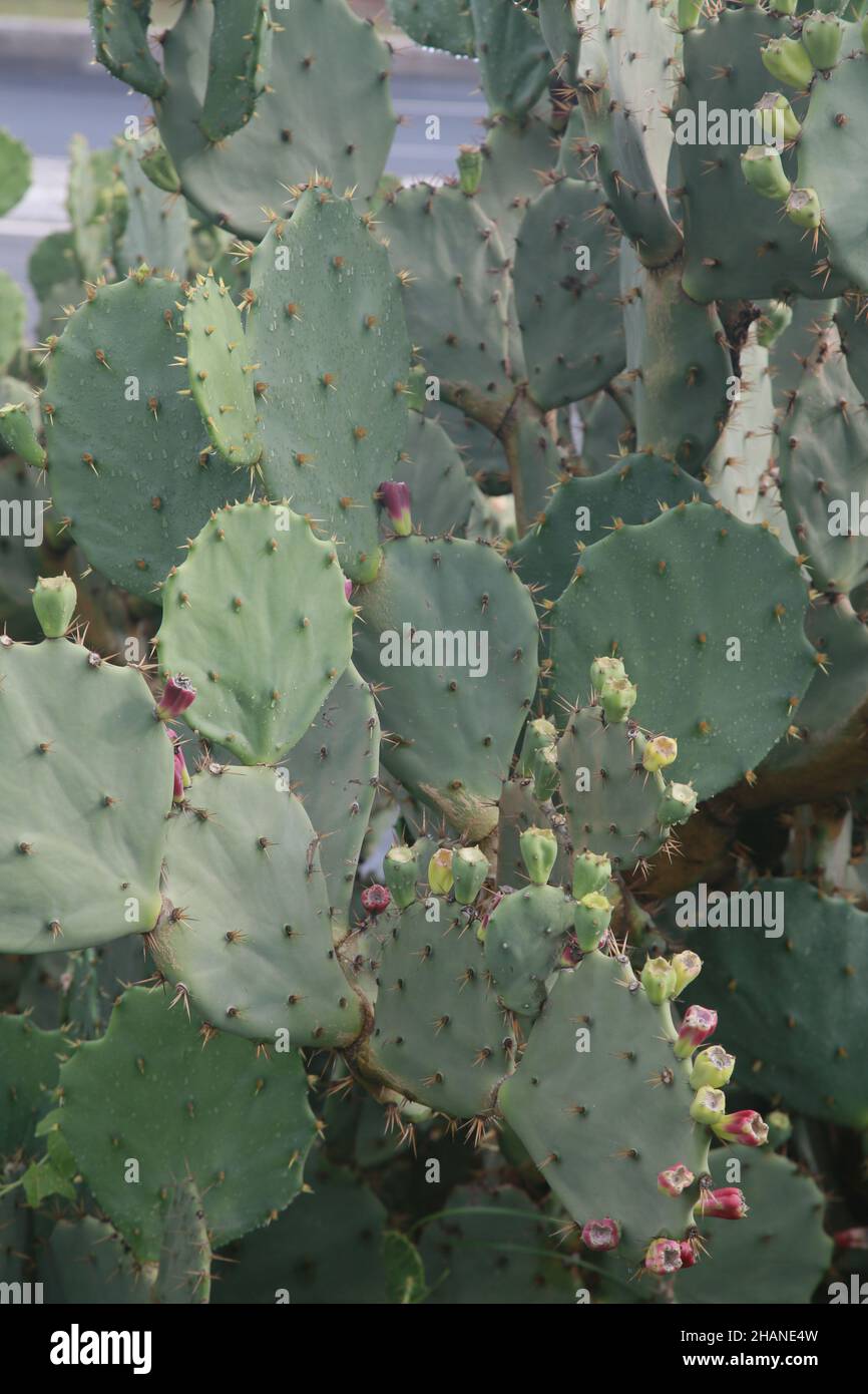 salvador, bahia, brasile - 30 novembre 2021: Pianta di cactus usata nei mangimi animali ed umani nelle regioni secche del Brasile. Foto Stock