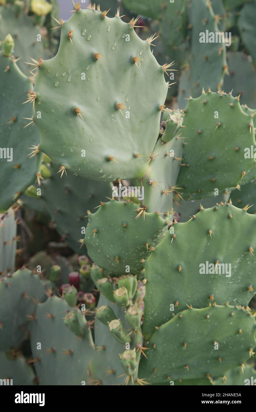 salvador, bahia, brasile - 30 novembre 2021: Pianta di cactus usata nei mangimi animali ed umani nelle regioni secche del Brasile. Foto Stock