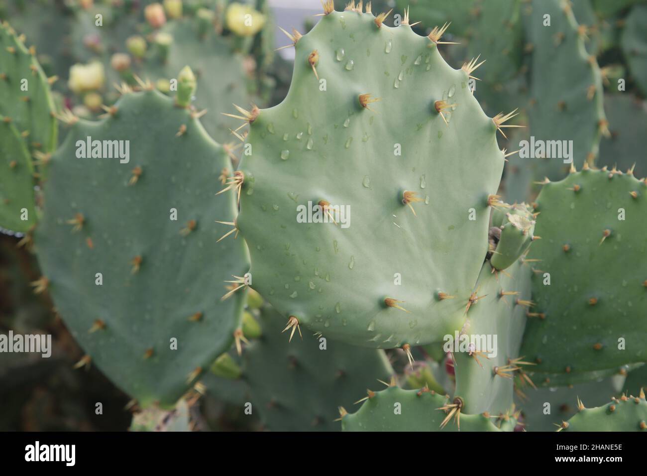 salvador, bahia, brasile - 30 novembre 2021: Pianta di cactus usata nei mangimi animali ed umani nelle regioni secche del Brasile. Foto Stock