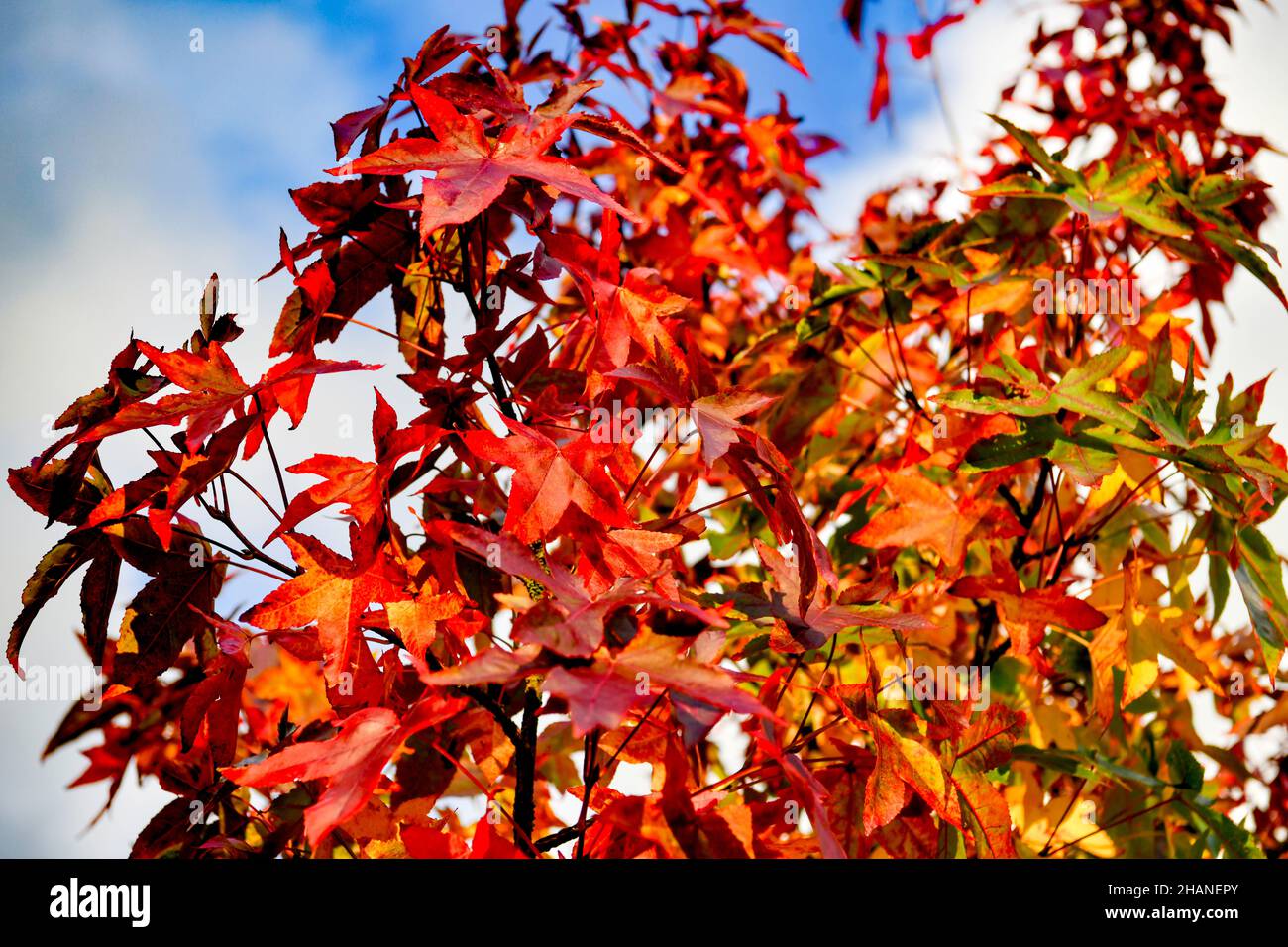 Liquidambar in autunno Foto Stock