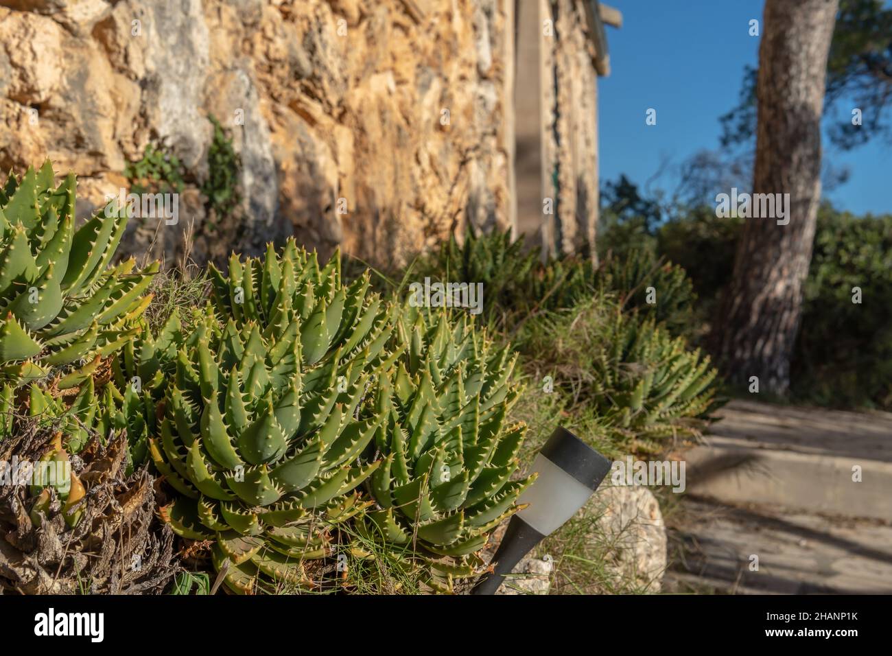 Primo piano di una pianta Aloe brevifolia nel giardino di una casa turistica sull'isola di Maiorca in una giornata di sole Foto Stock