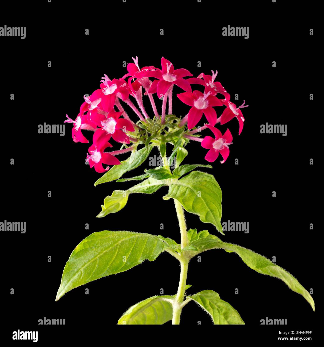 stella egiziana o pentas lanceolata, fiori rossi a forma di stella isolati su sfondo nero Foto Stock