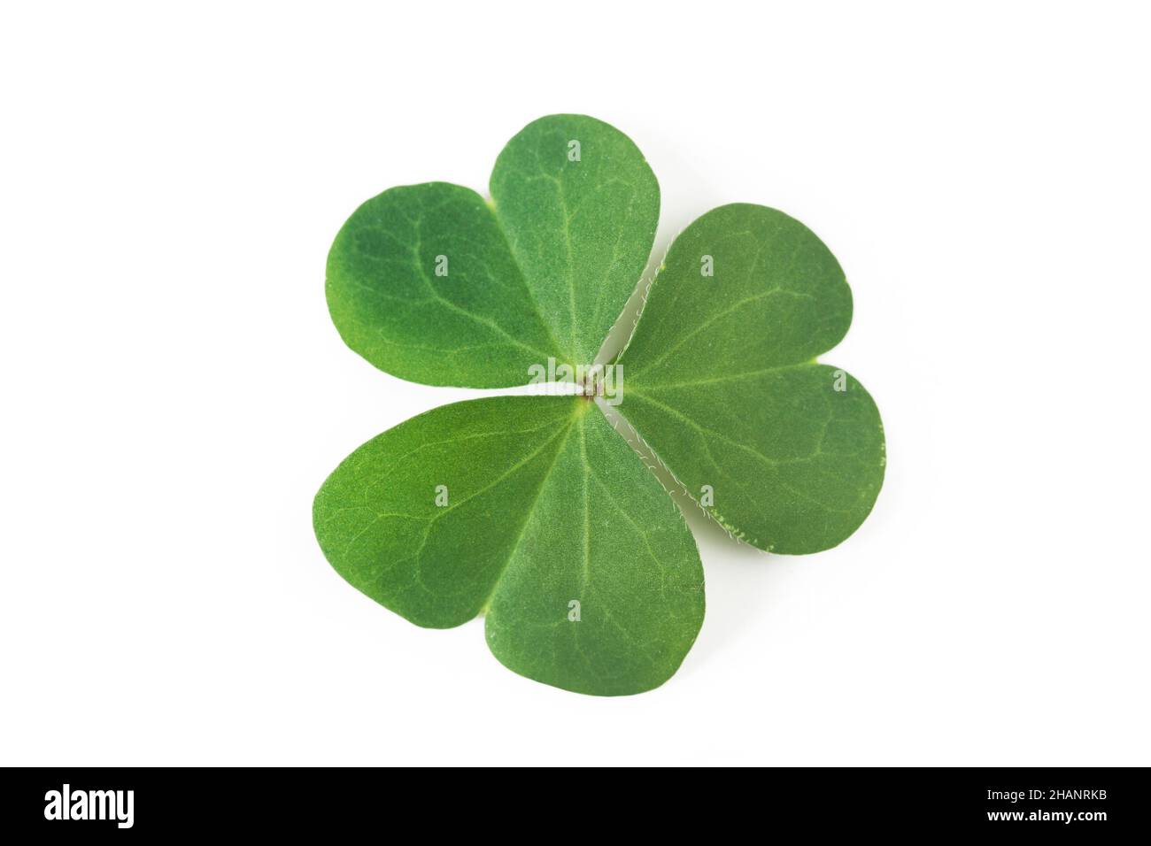 Bandiera Dell'Irlanda Con Illustrazione Vettoriale Di Trifoglio Felice Giorno Di San Patrizio | Vettore Premium