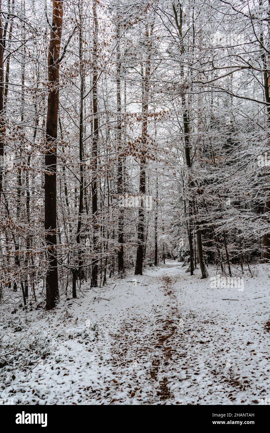 Trail in foresta con neve e rosso autunnal leaves.First neve in December.Beautiful silenzio mattina, tranquillità, nobody.Snow coperti Trees.Magical winte Foto Stock