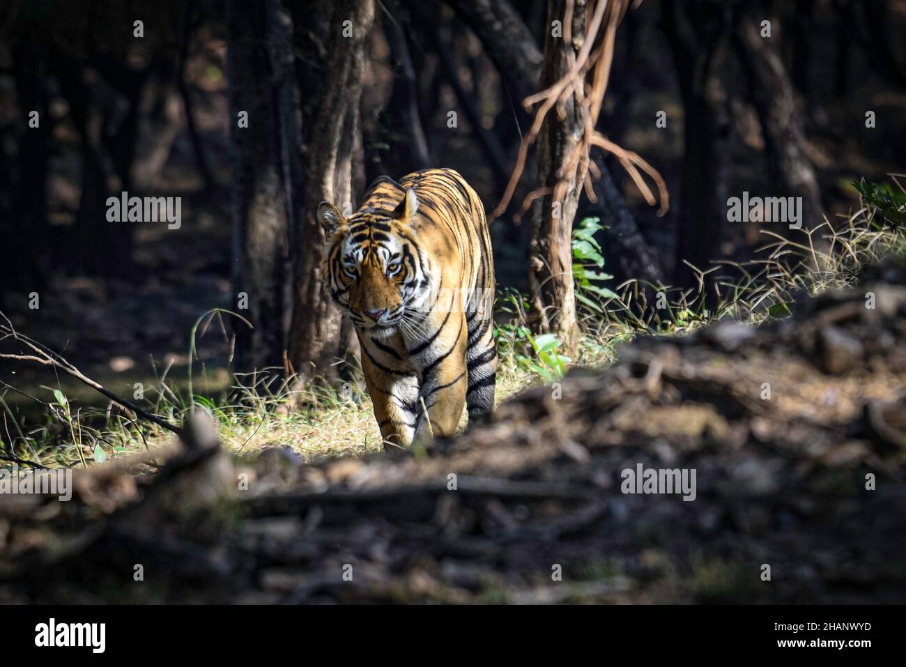 Tigre maschile dominante nella foresta di Ranthambore. Foto Stock