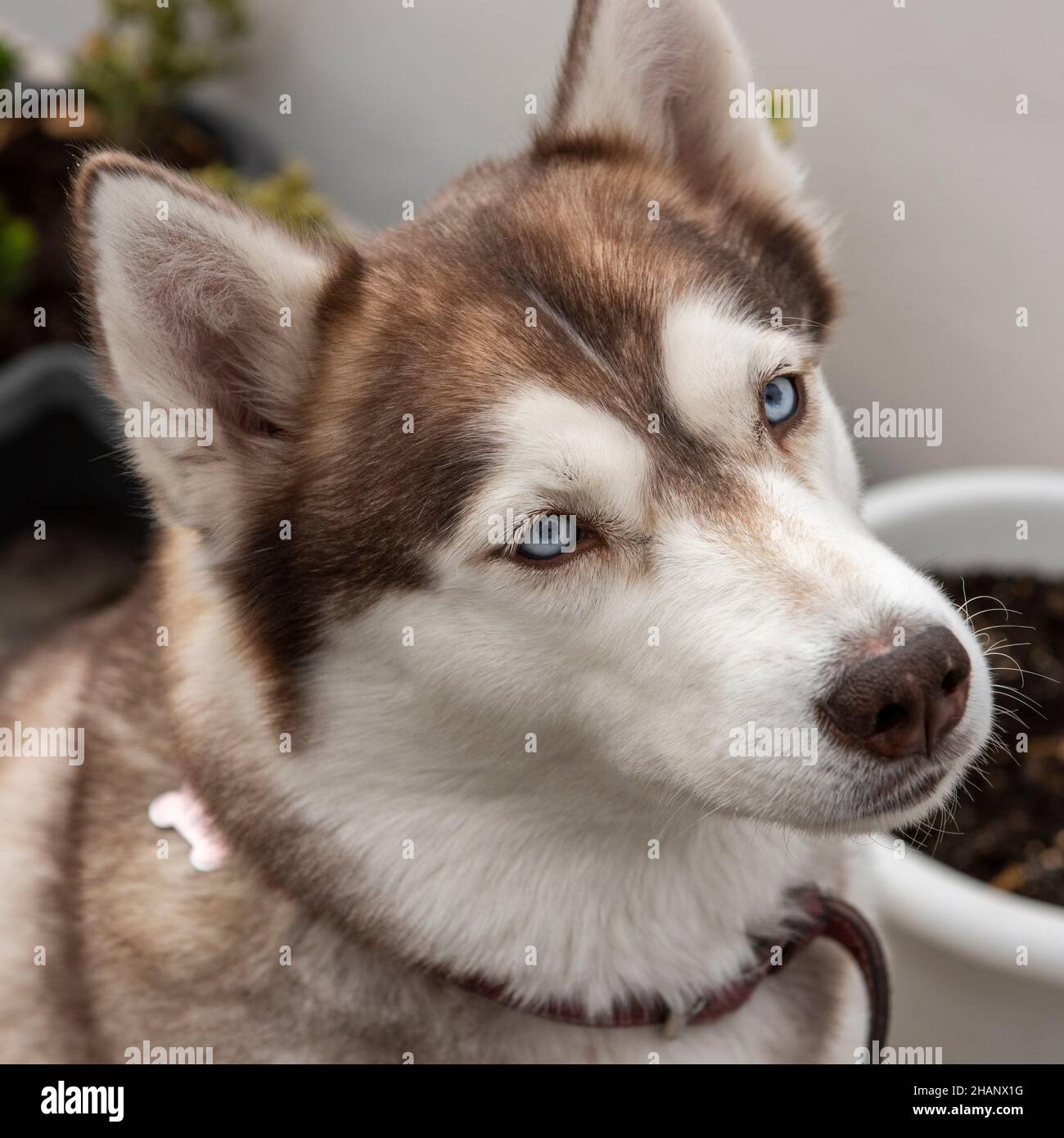Siberian Husky cane Foto Stock